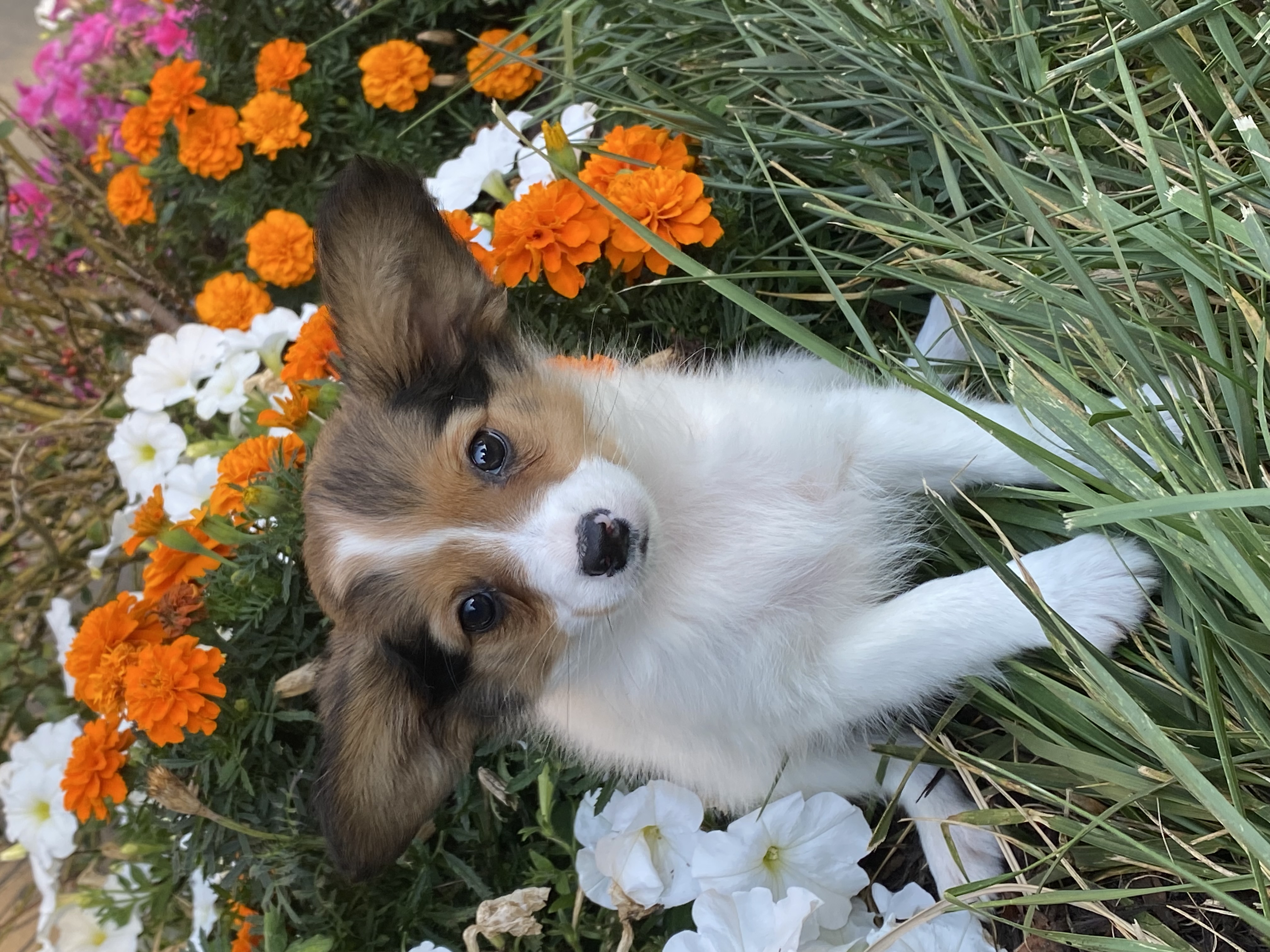 puppy, for, sale, Papillon, Curtis  Martin, dog, breeder, Seneca Falls, NY, dog-breeder, puppy-for-sale, forsale, nearby, find, puppyfind, locator, puppylocator, aca