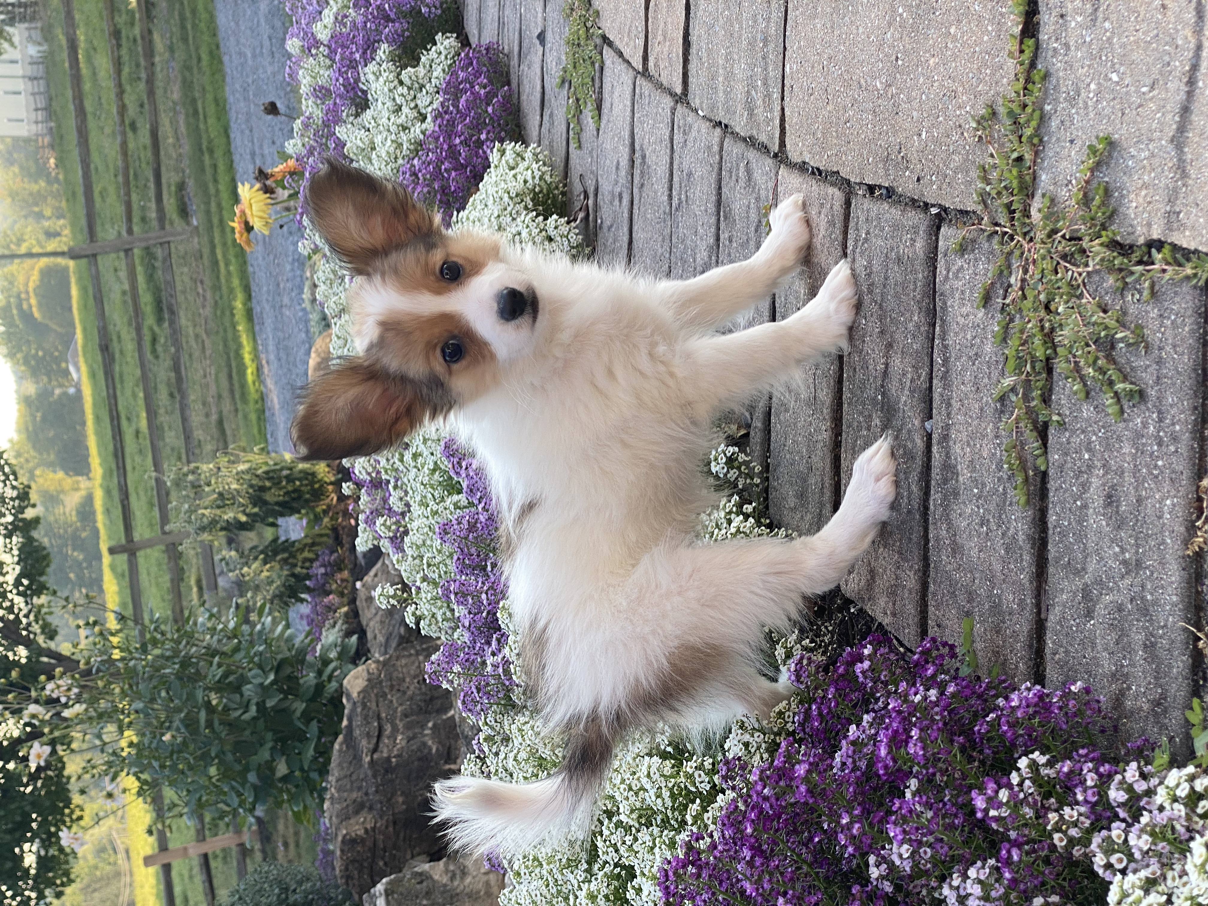 puppy, for, sale, Papillon, Curtis  Martin, dog, breeder, Seneca Falls, NY, dog-breeder, puppy-for-sale, forsale, nearby, find, puppyfind, locator, puppylocator, aca