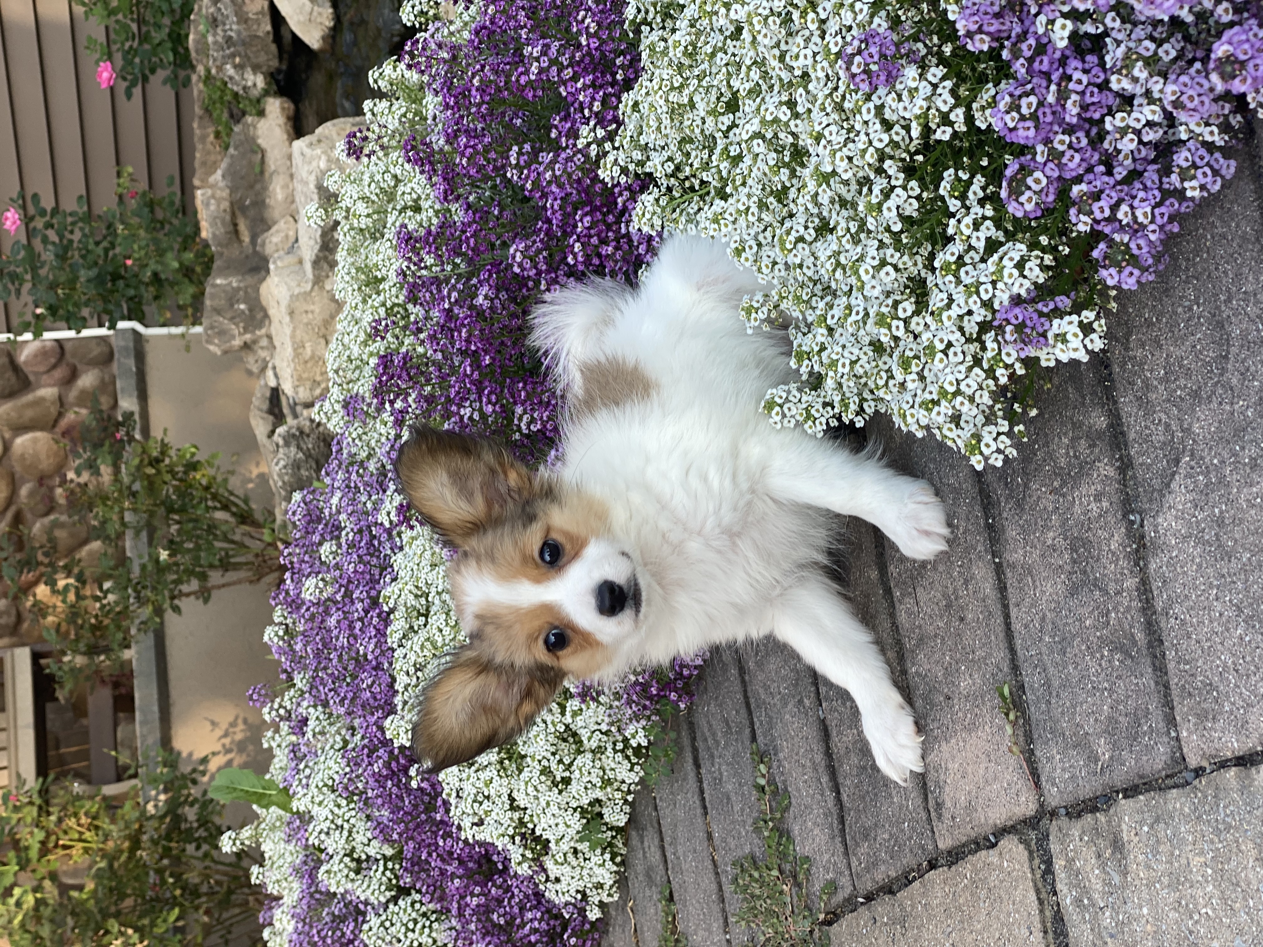 puppy, for, sale, Papillon, Curtis  Martin, dog, breeder, Seneca Falls, NY, dog-breeder, puppy-for-sale, forsale, nearby, find, puppyfind, locator, puppylocator, aca