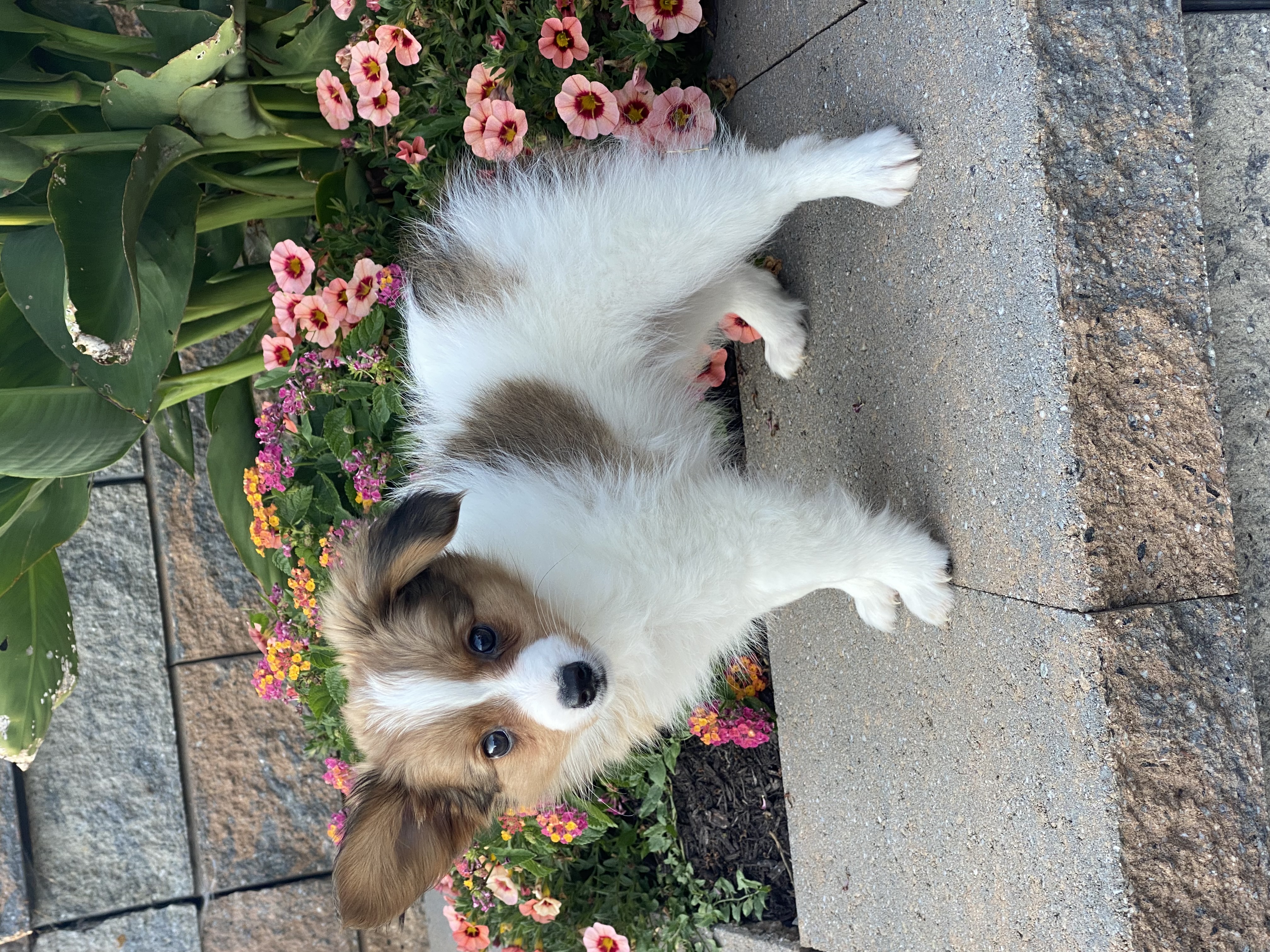 puppy, for, sale, Papillon, Curtis  Martin, dog, breeder, Seneca Falls, NY, dog-breeder, puppy-for-sale, forsale, nearby, find, puppyfind, locator, puppylocator, aca