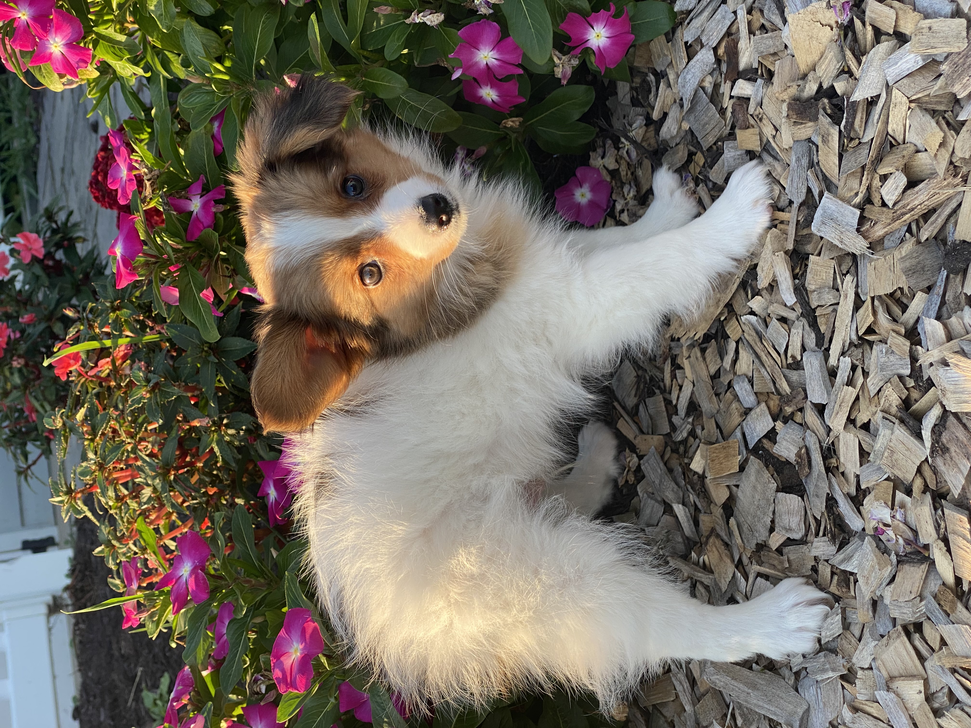 puppy, for, sale, Papillon, Curtis  Martin, dog, breeder, Seneca Falls, NY, dog-breeder, puppy-for-sale, forsale, nearby, find, puppyfind, locator, puppylocator, aca