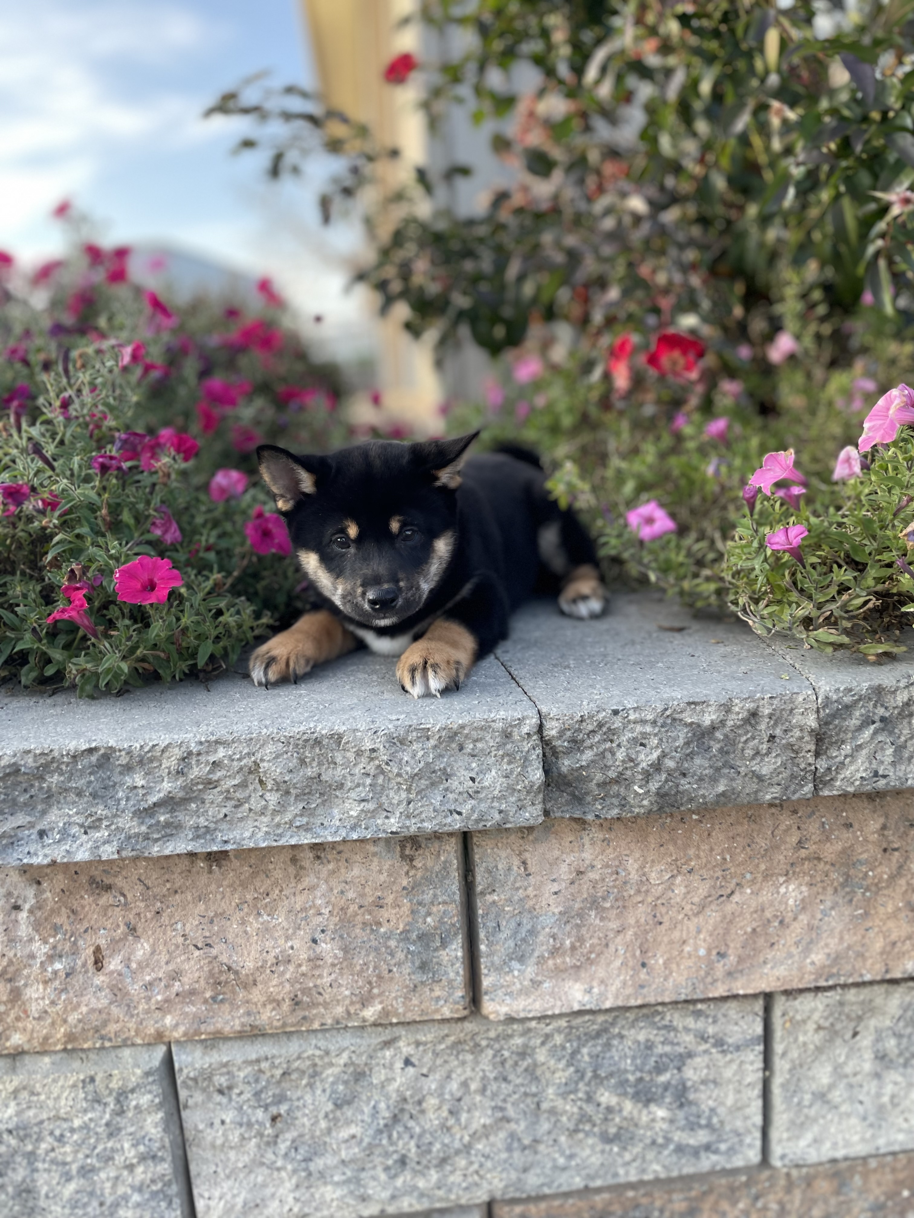 puppy, for, sale, Shiba Inu, Curtis  Martin, dog, breeder, Seneca Falls, NY, dog-breeder, puppy-for-sale, forsale, nearby, find, puppyfind, locator, puppylocator, aca