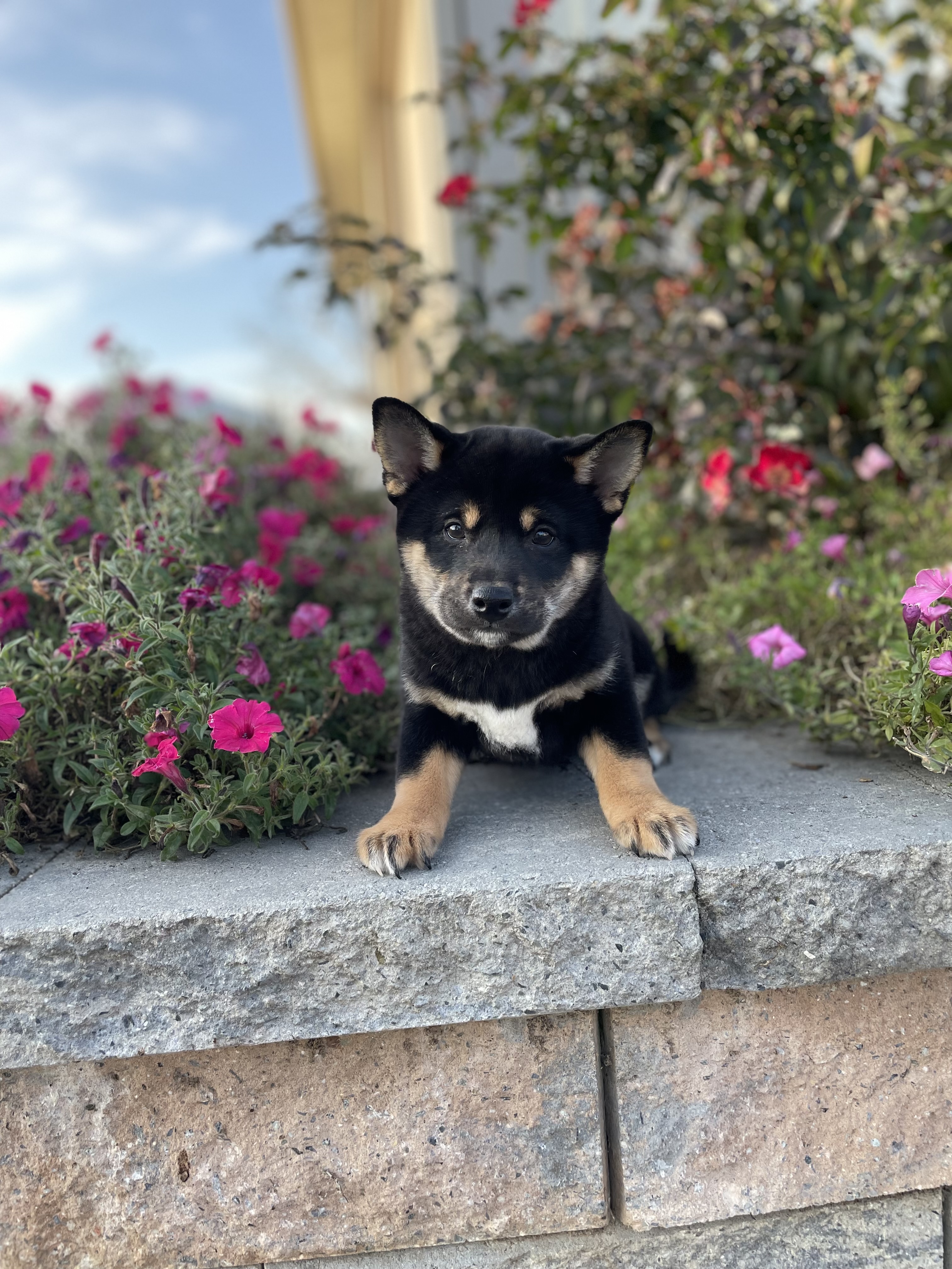 puppy, for, sale, Shiba Inu, Curtis  Martin, dog, breeder, Seneca Falls, NY, dog-breeder, puppy-for-sale, forsale, nearby, find, puppyfind, locator, puppylocator, aca