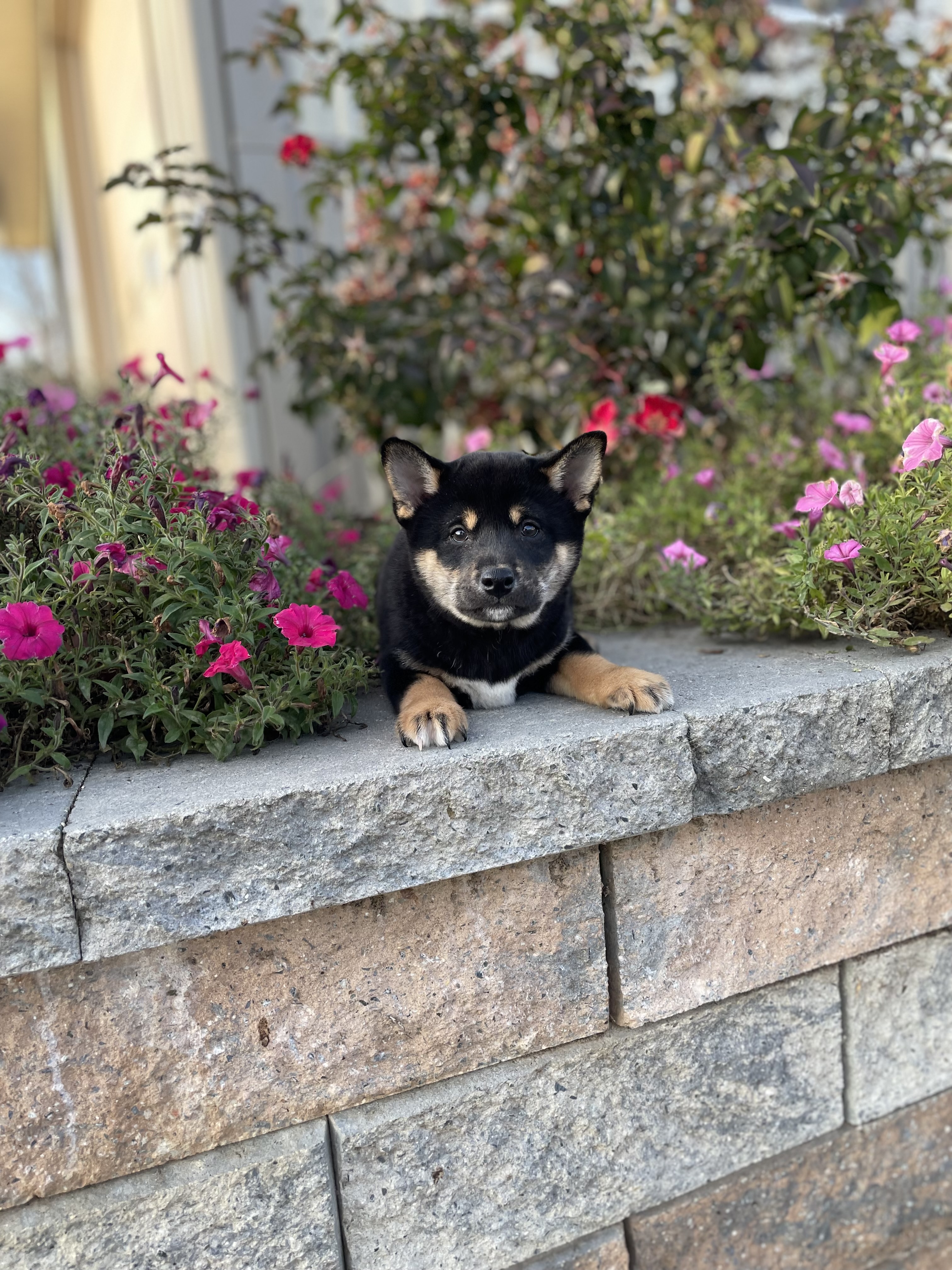 puppy, for, sale, Shiba Inu, Curtis  Martin, dog, breeder, Seneca Falls, NY, dog-breeder, puppy-for-sale, forsale, nearby, find, puppyfind, locator, puppylocator, aca