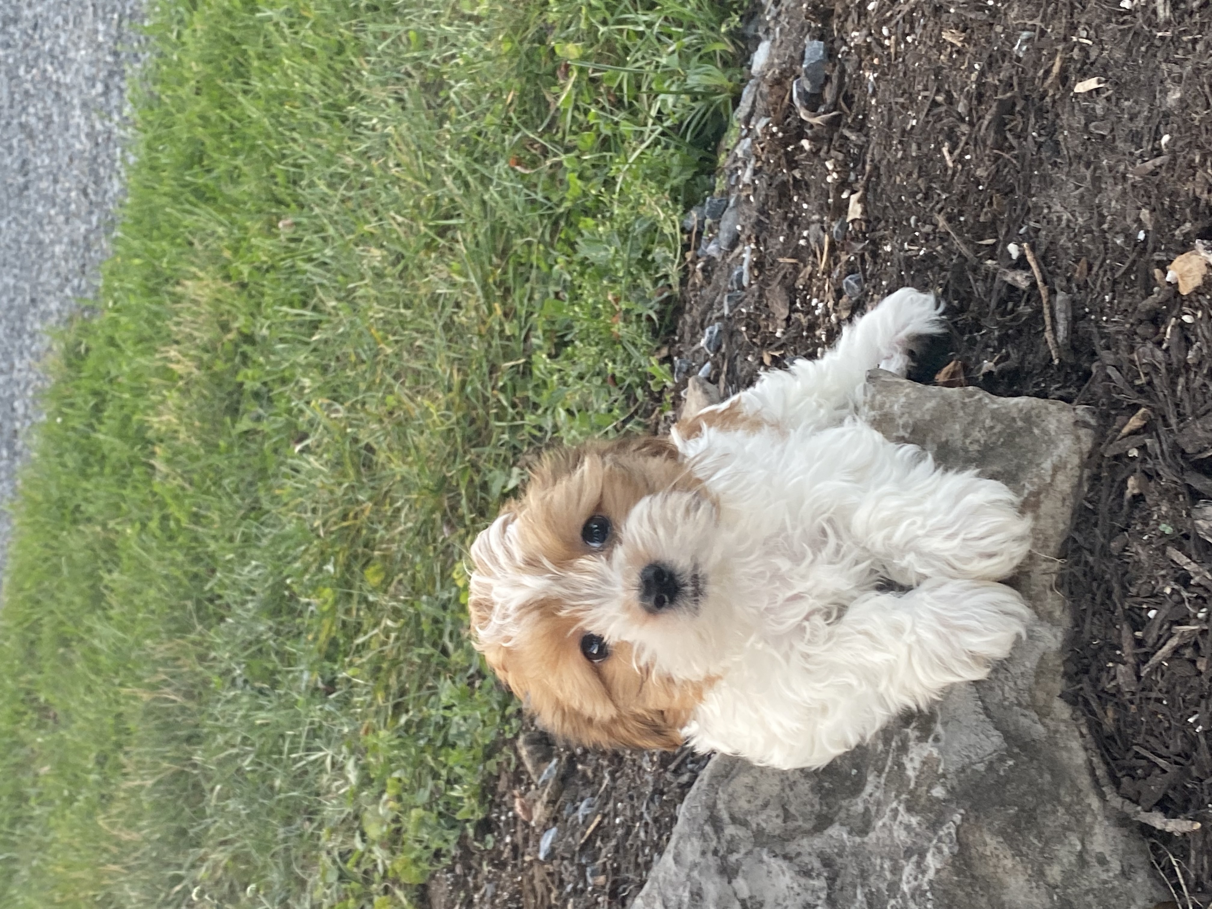 puppy, for, sale, Havanese, Curtis  Martin, dog, breeder, Seneca Falls, NY, dog-breeder, puppy-for-sale, forsale, nearby, find, puppyfind, locator, puppylocator, aca