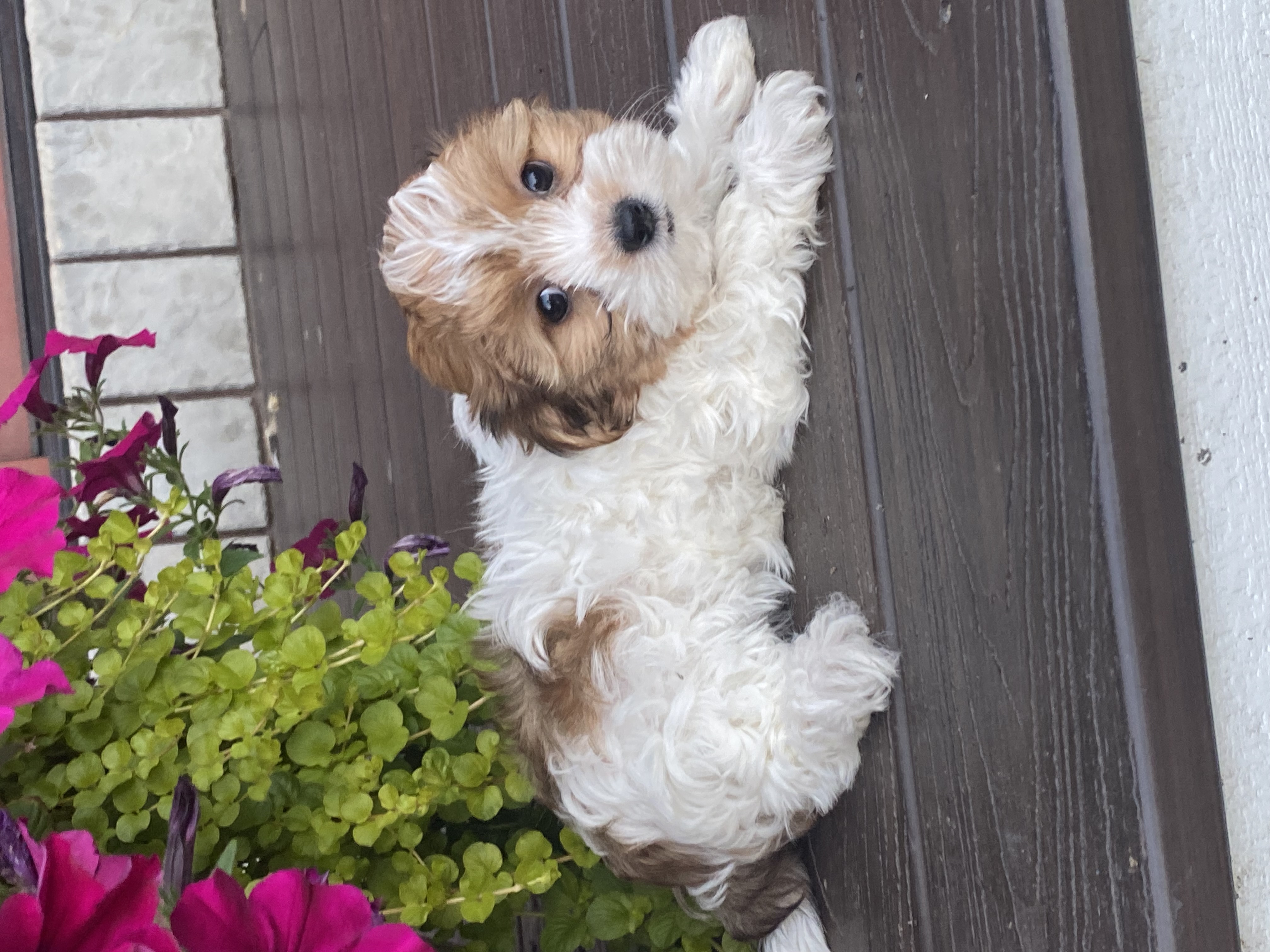 puppy, for, sale, Havanese, Curtis  Martin, dog, breeder, Seneca Falls, NY, dog-breeder, puppy-for-sale, forsale, nearby, find, puppyfind, locator, puppylocator, aca