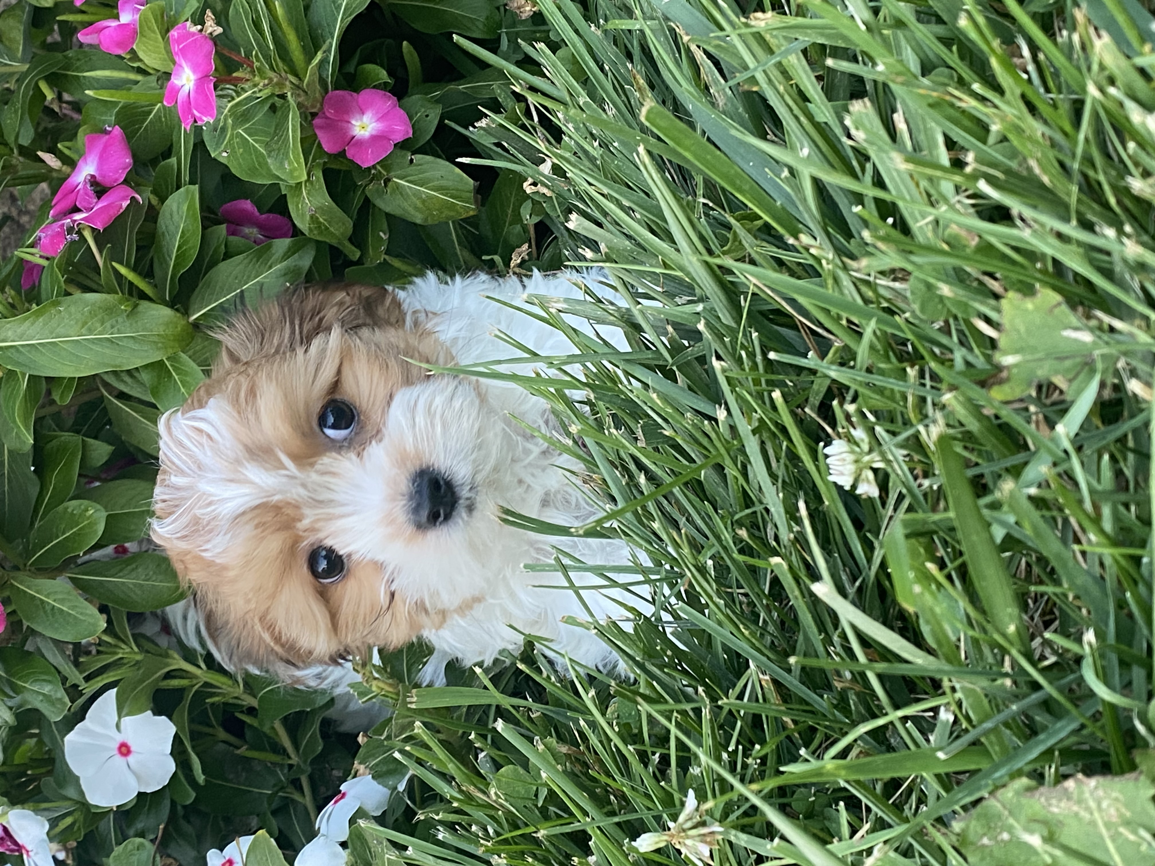 puppy, for, sale, Havanese, Curtis  Martin, dog, breeder, Seneca Falls, NY, dog-breeder, puppy-for-sale, forsale, nearby, find, puppyfind, locator, puppylocator, aca