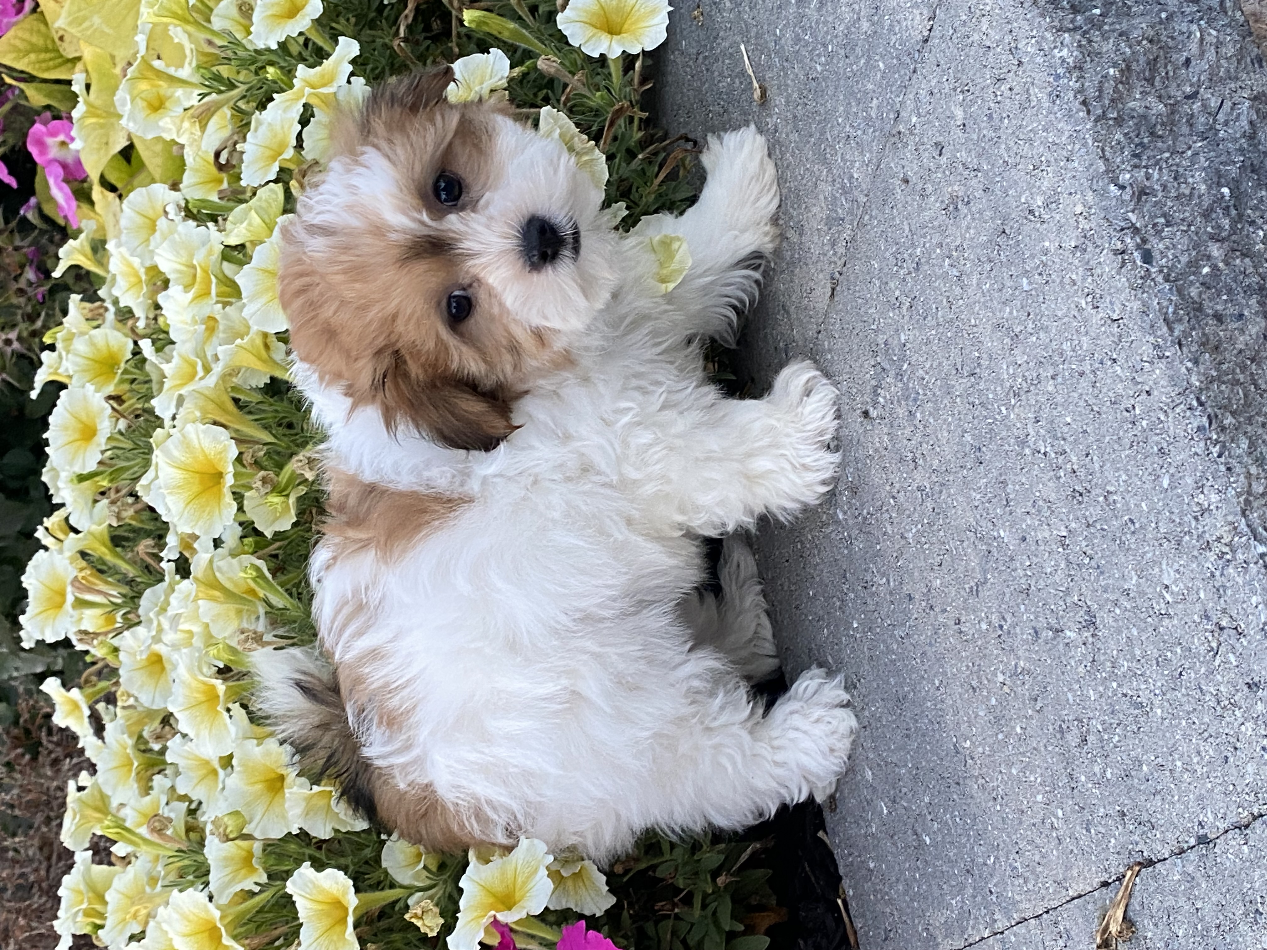 puppy, for, sale, Havanese, Curtis  Martin, dog, breeder, Seneca Falls, NY, dog-breeder, puppy-for-sale, forsale, nearby, find, puppyfind, locator, puppylocator, aca