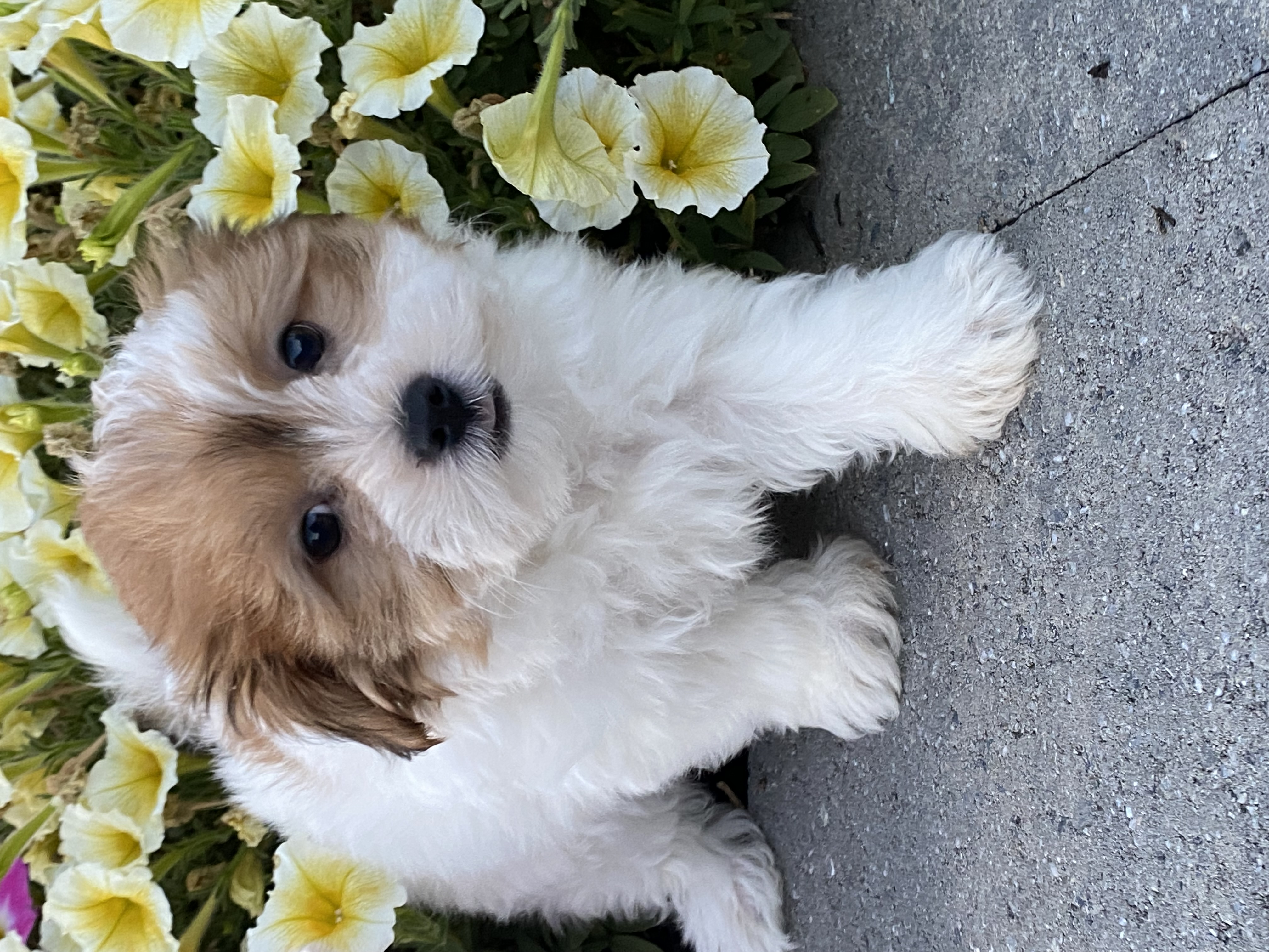 puppy, for, sale, Havanese, Curtis  Martin, dog, breeder, Seneca Falls, NY, dog-breeder, puppy-for-sale, forsale, nearby, find, puppyfind, locator, puppylocator, aca