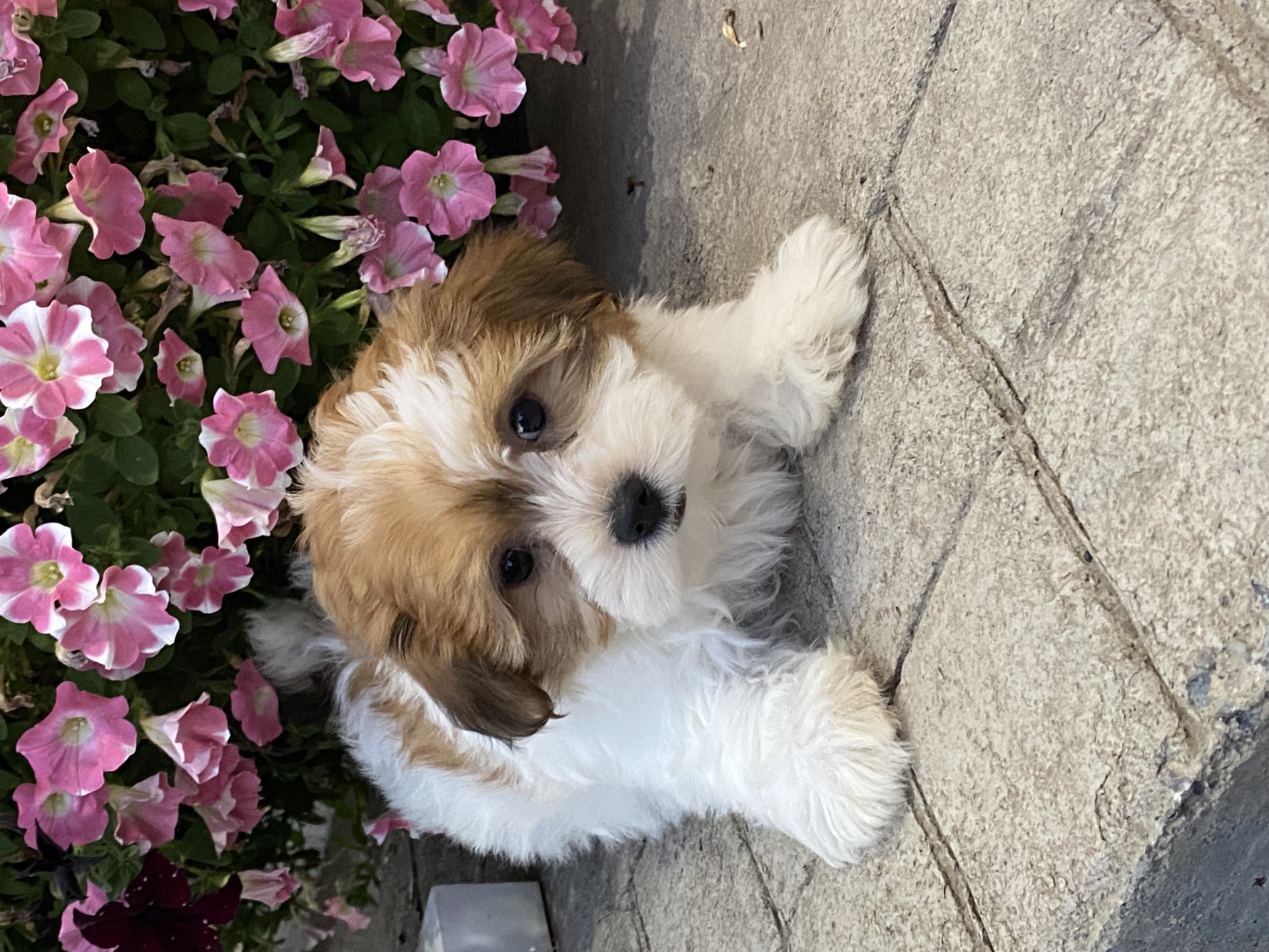 puppy, for, sale, Havanese, Curtis  Martin, dog, breeder, Seneca Falls, NY, dog-breeder, puppy-for-sale, forsale, nearby, find, puppyfind, locator, puppylocator, aca