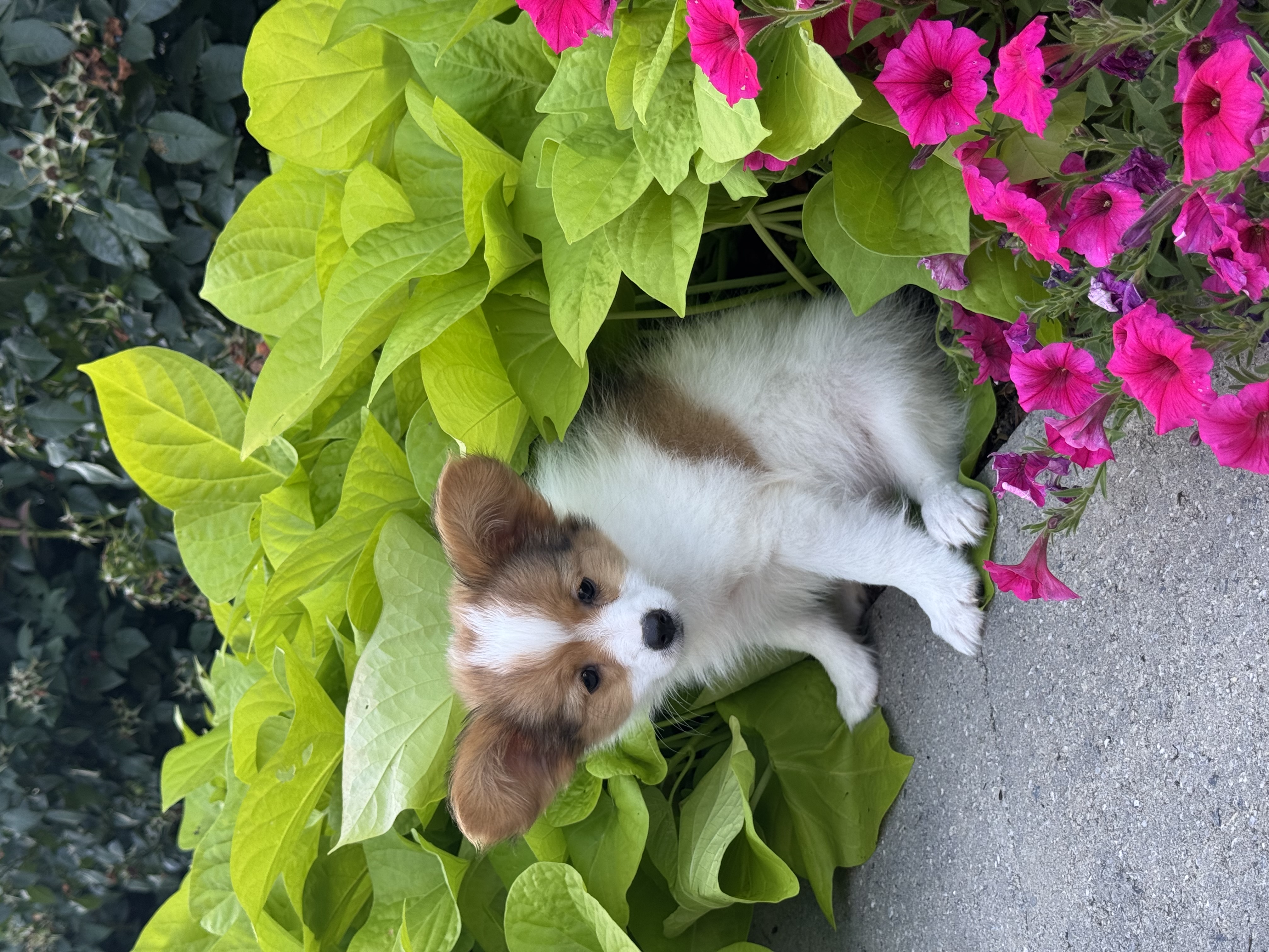 puppy photo