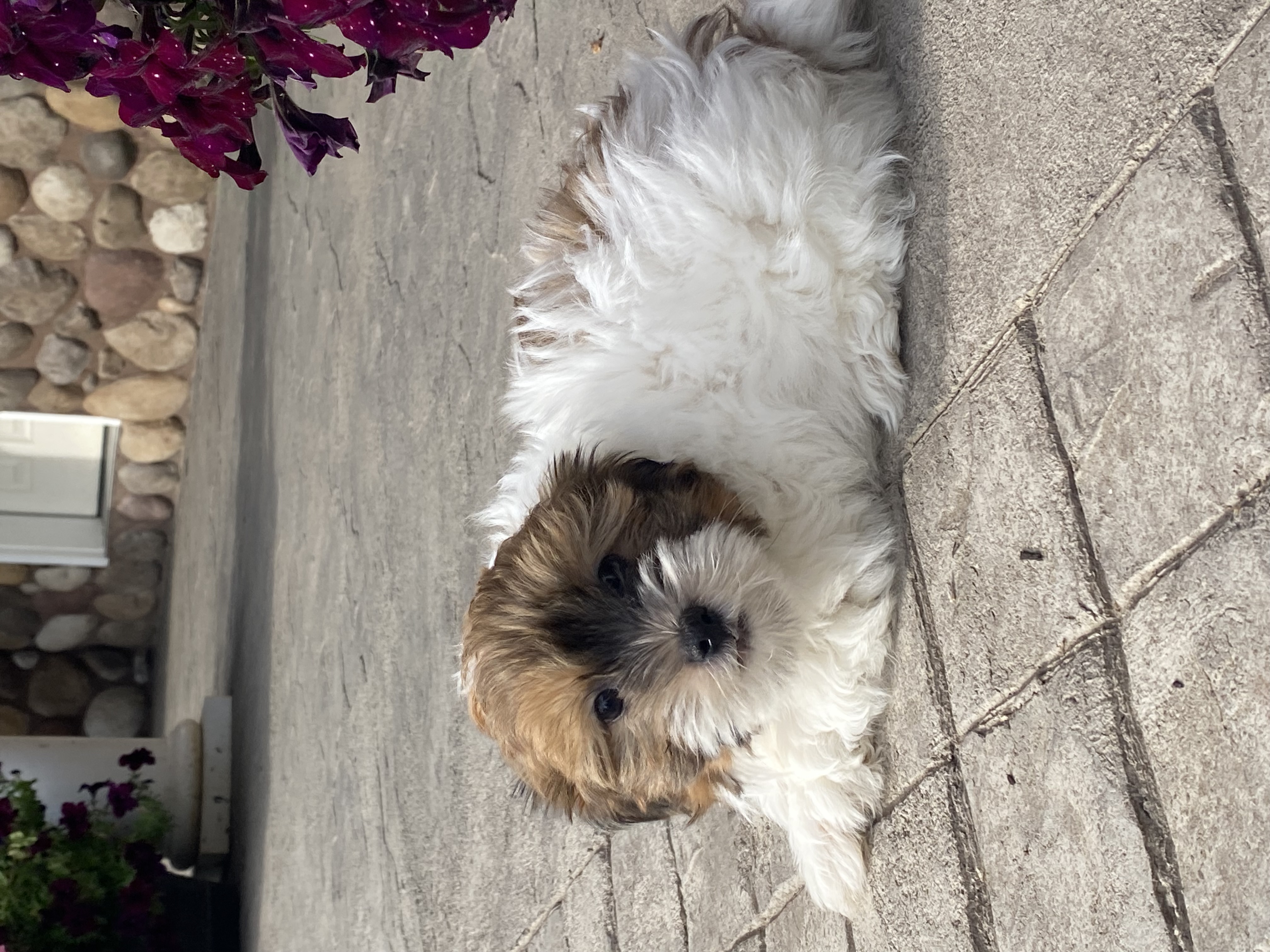 puppy, for, sale, Havanese, Curtis  Martin, dog, breeder, Seneca Falls, NY, dog-breeder, puppy-for-sale, forsale, nearby, find, puppyfind, locator, puppylocator, aca
