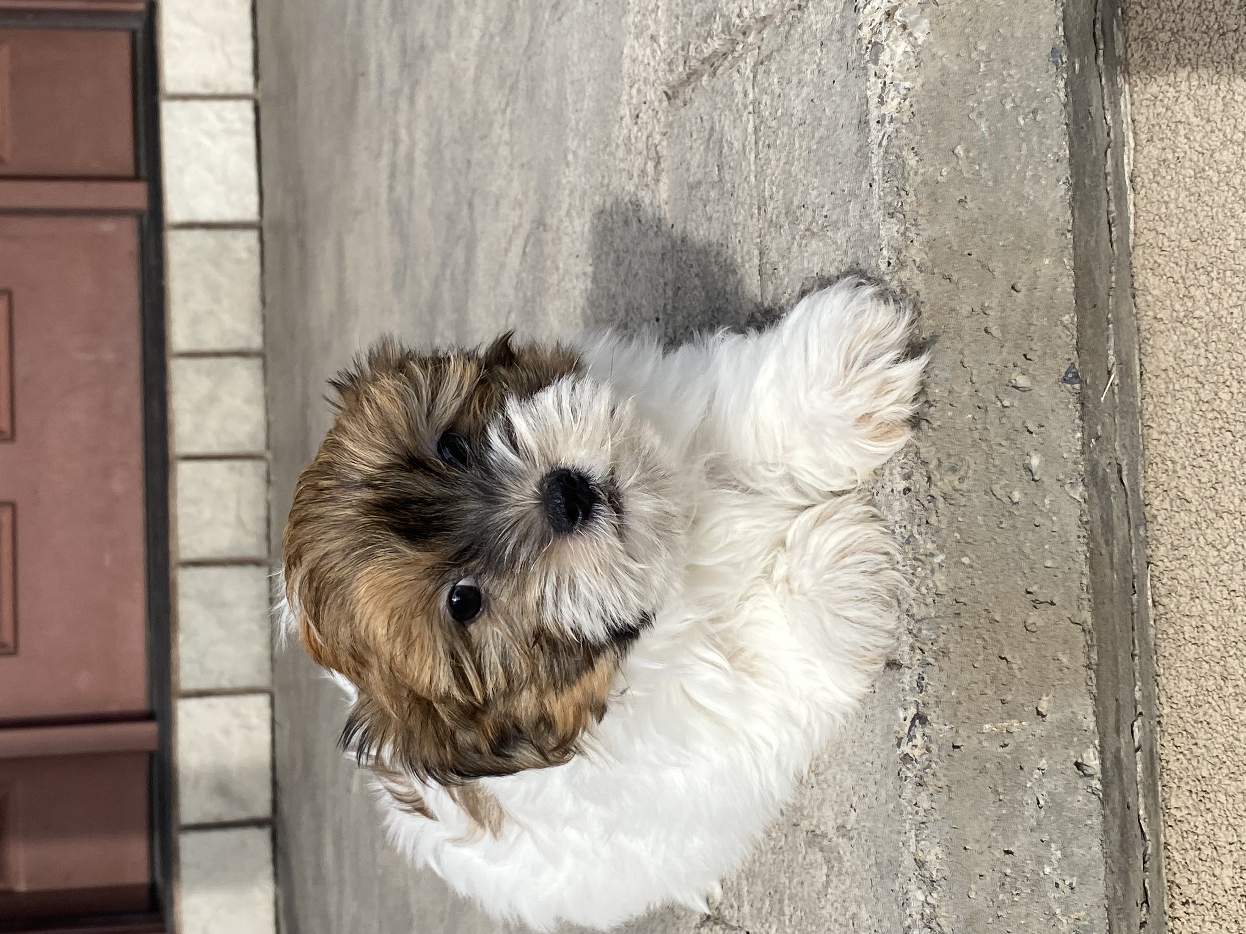 puppy, for, sale, Havanese, Curtis  Martin, dog, breeder, Seneca Falls, NY, dog-breeder, puppy-for-sale, forsale, nearby, find, puppyfind, locator, puppylocator, aca