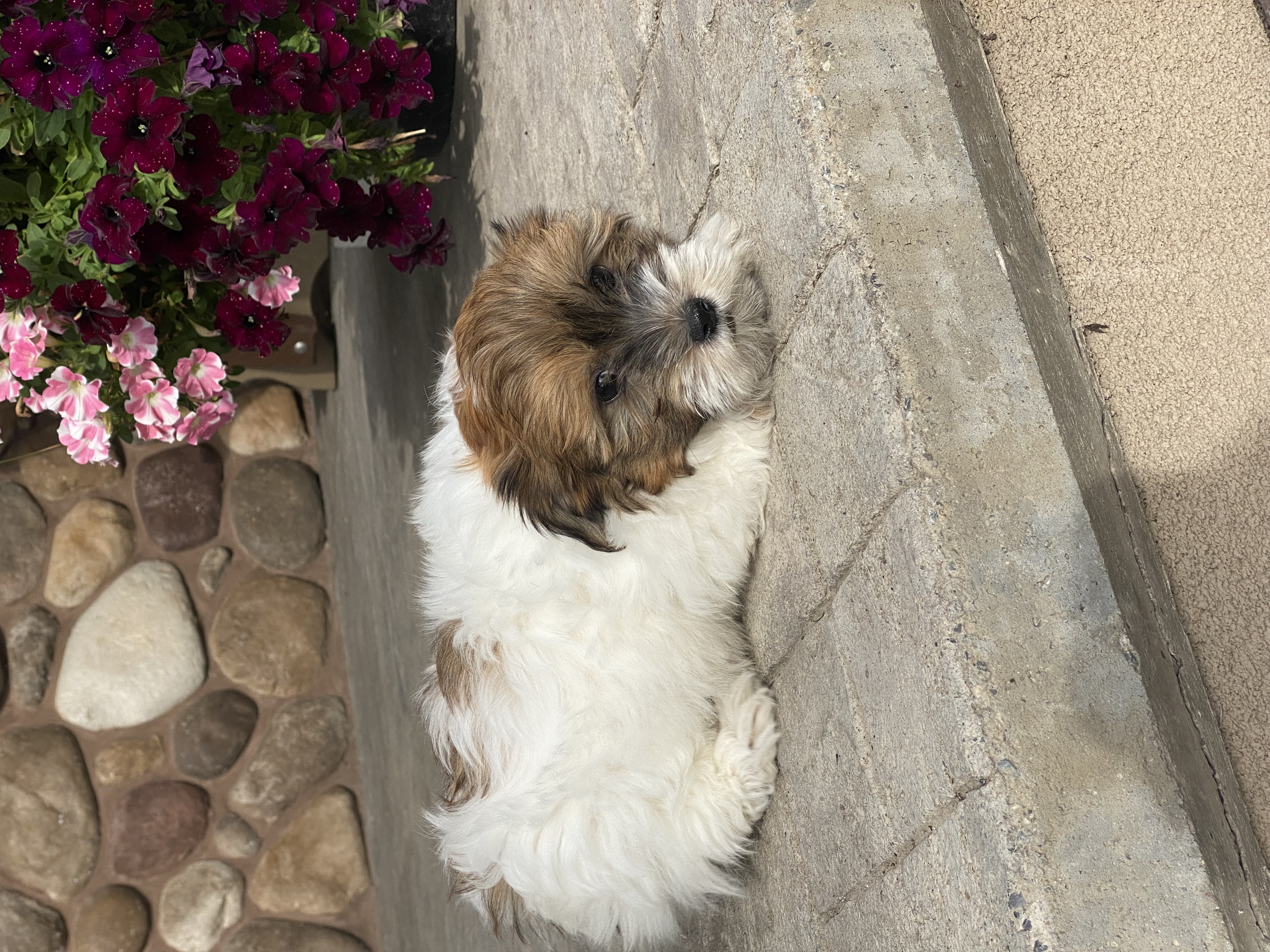 puppy, for, sale, Havanese, Curtis  Martin, dog, breeder, Seneca Falls, NY, dog-breeder, puppy-for-sale, forsale, nearby, find, puppyfind, locator, puppylocator, aca