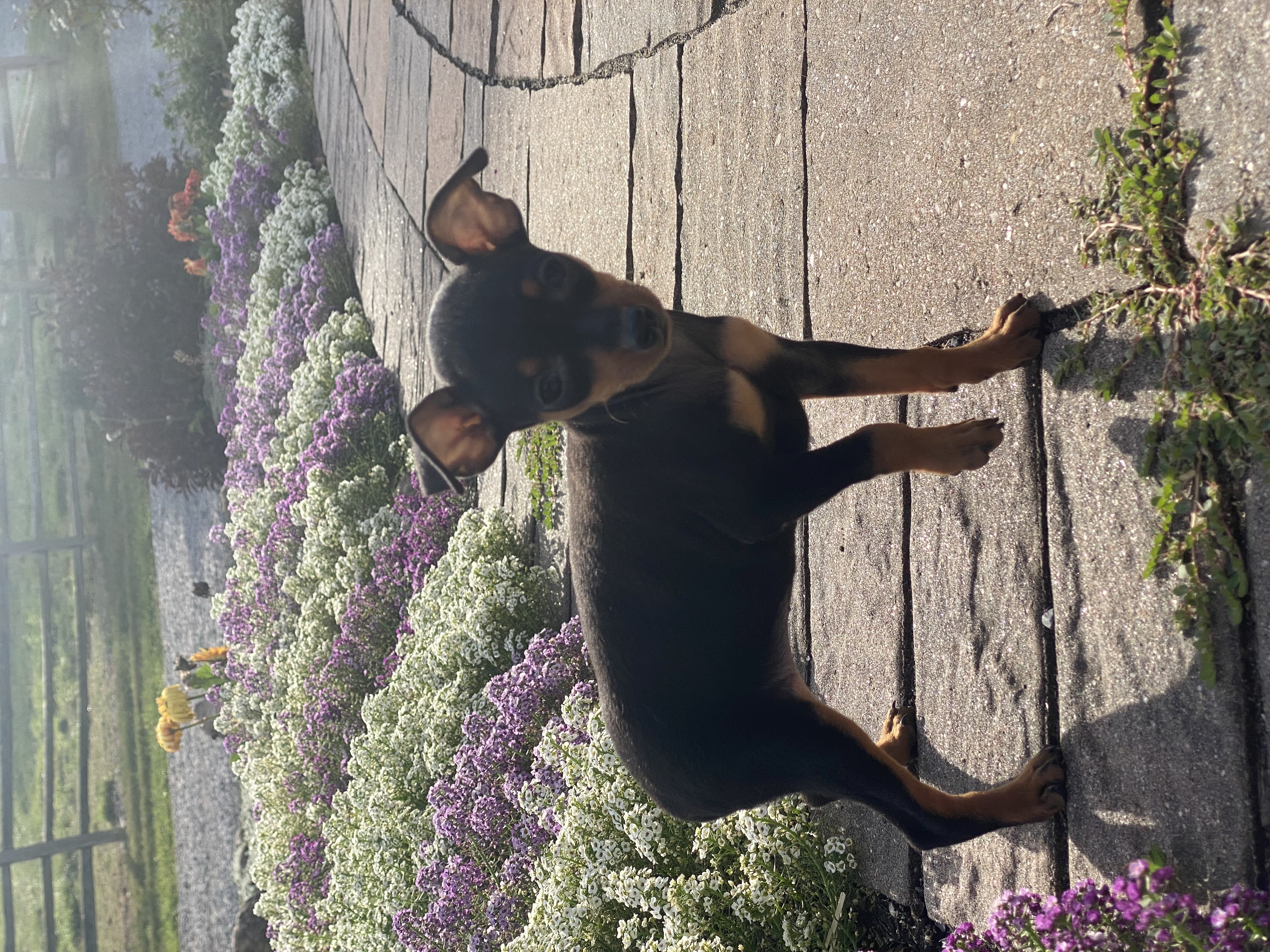 puppy photo