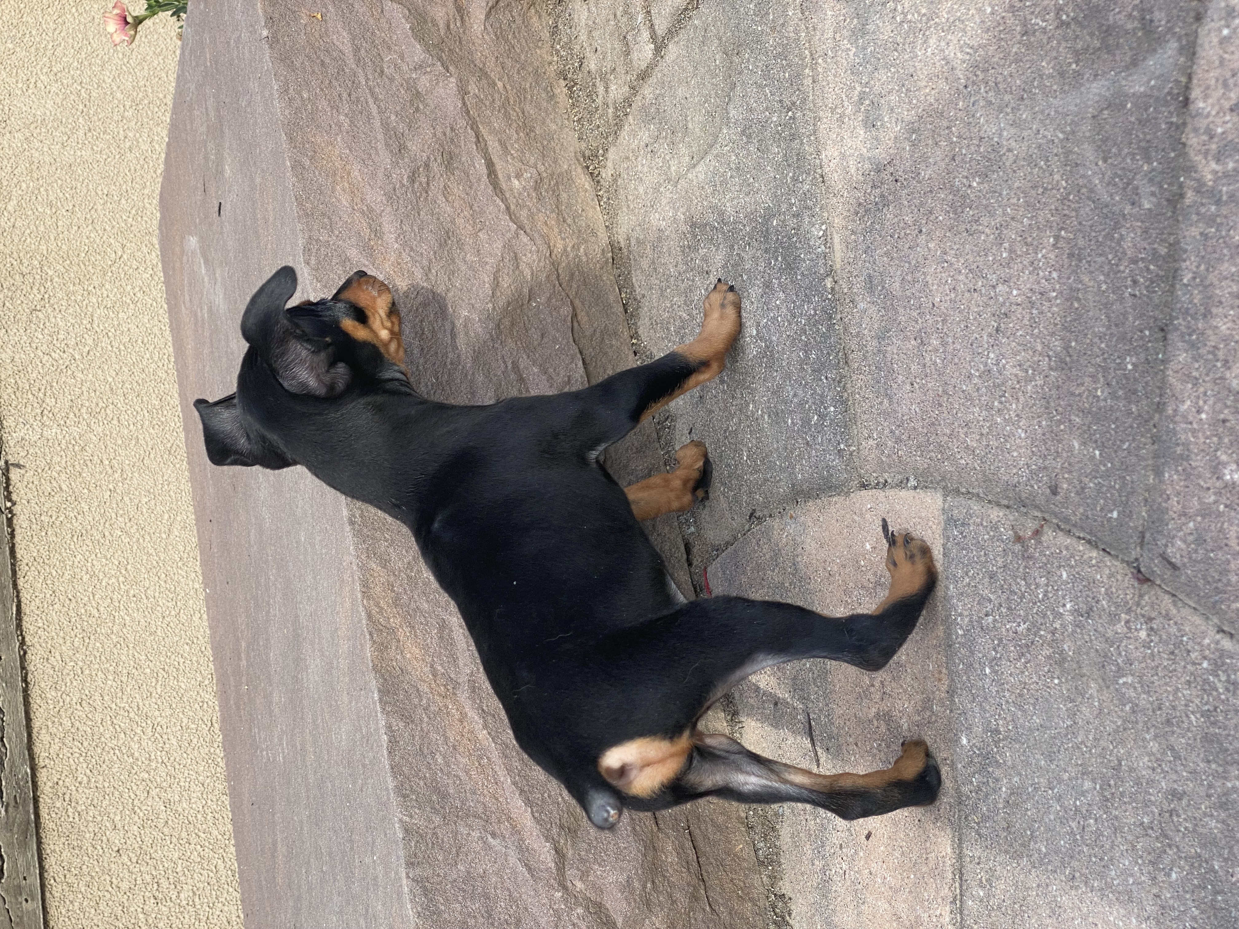 puppy photo