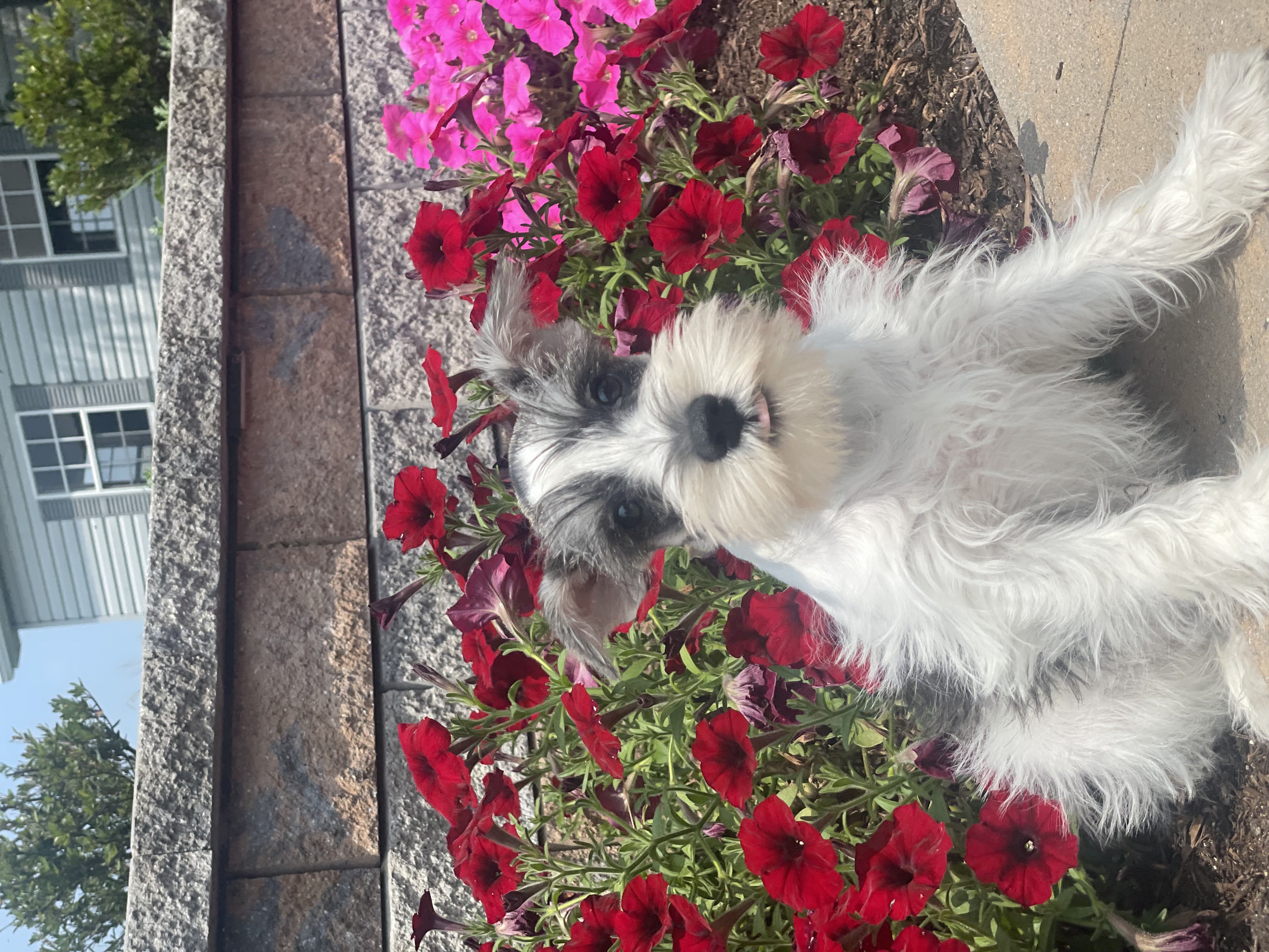puppy photo