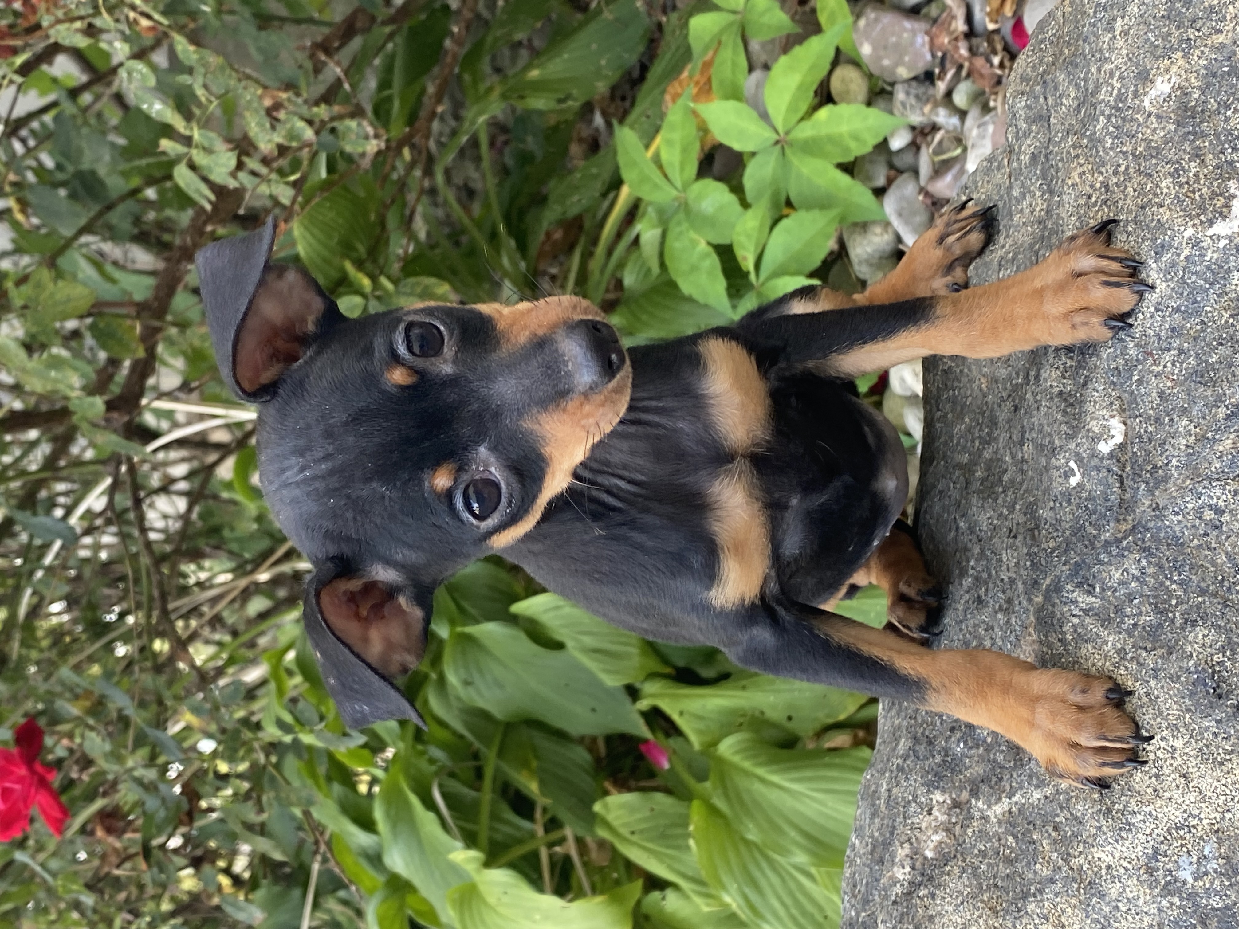 puppy photo