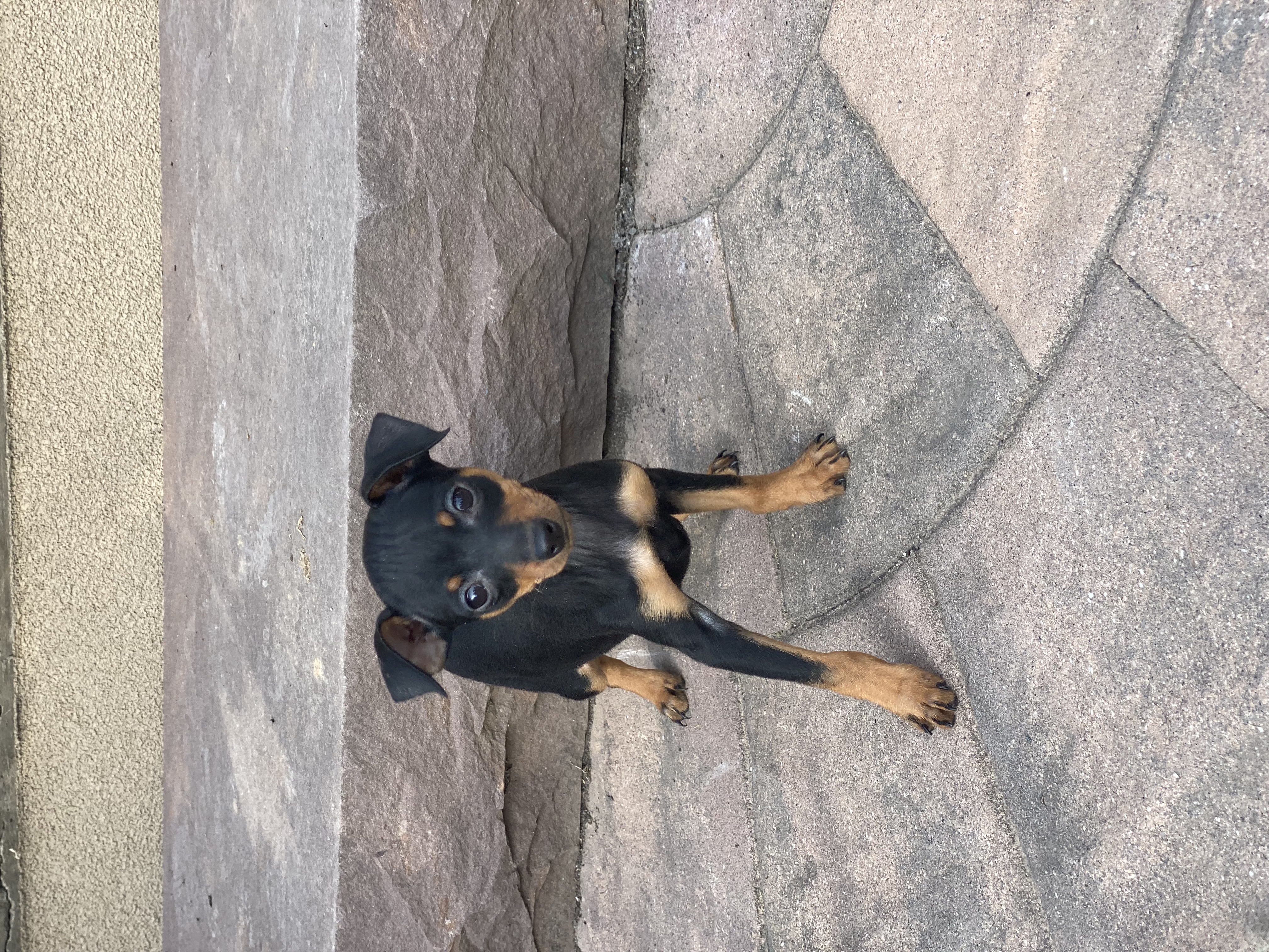 puppy photo