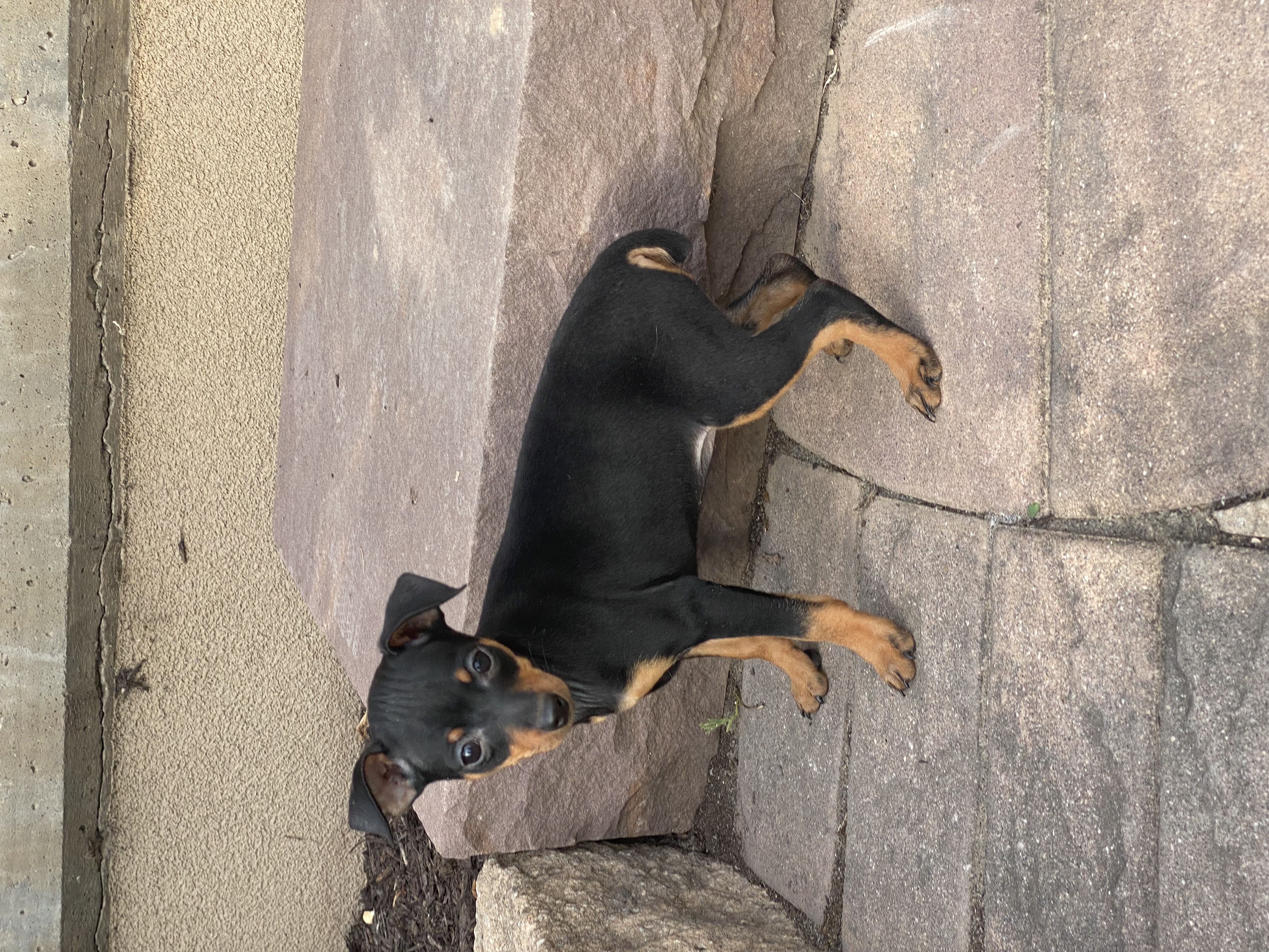 puppy photo