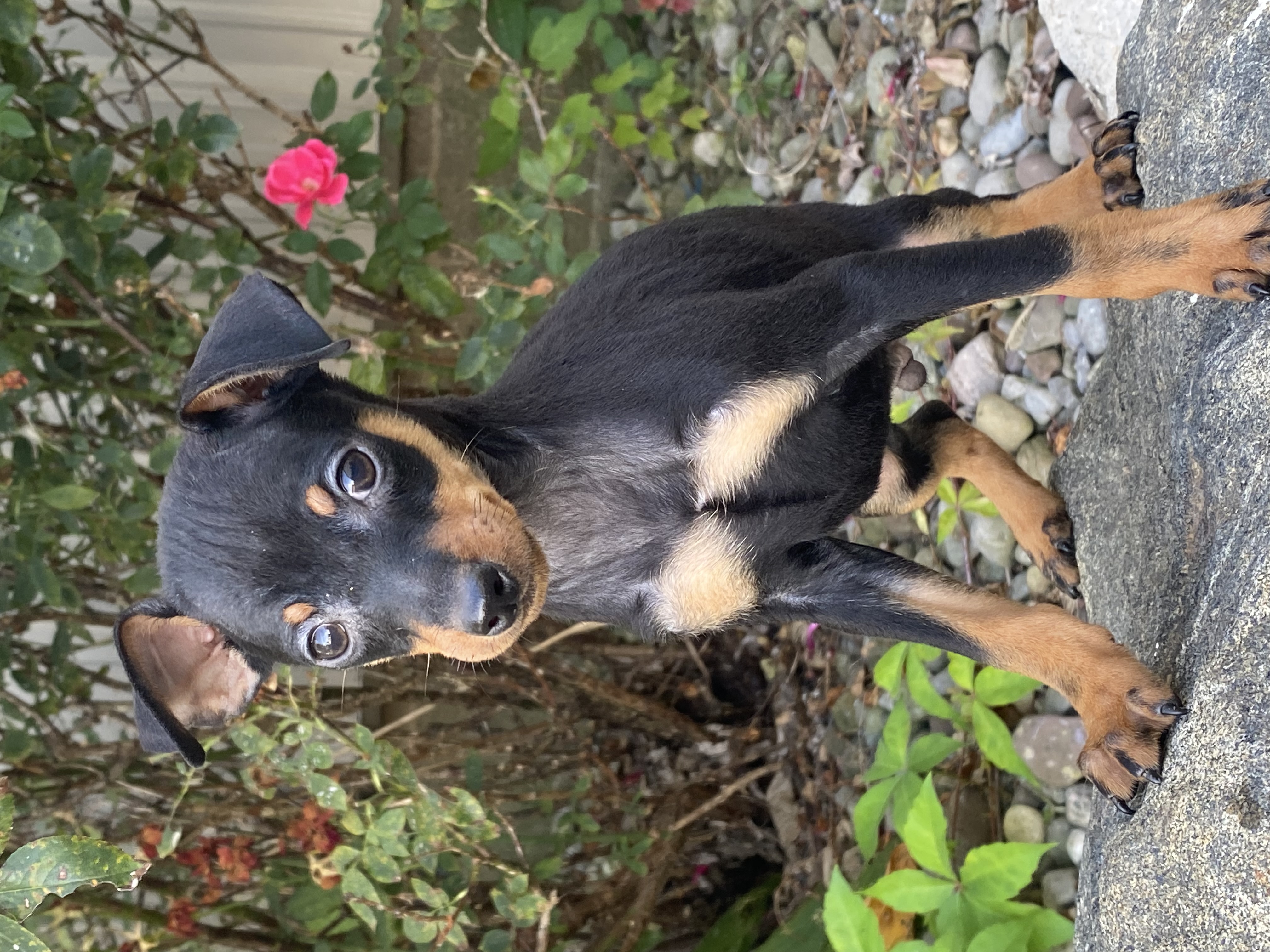puppy photo