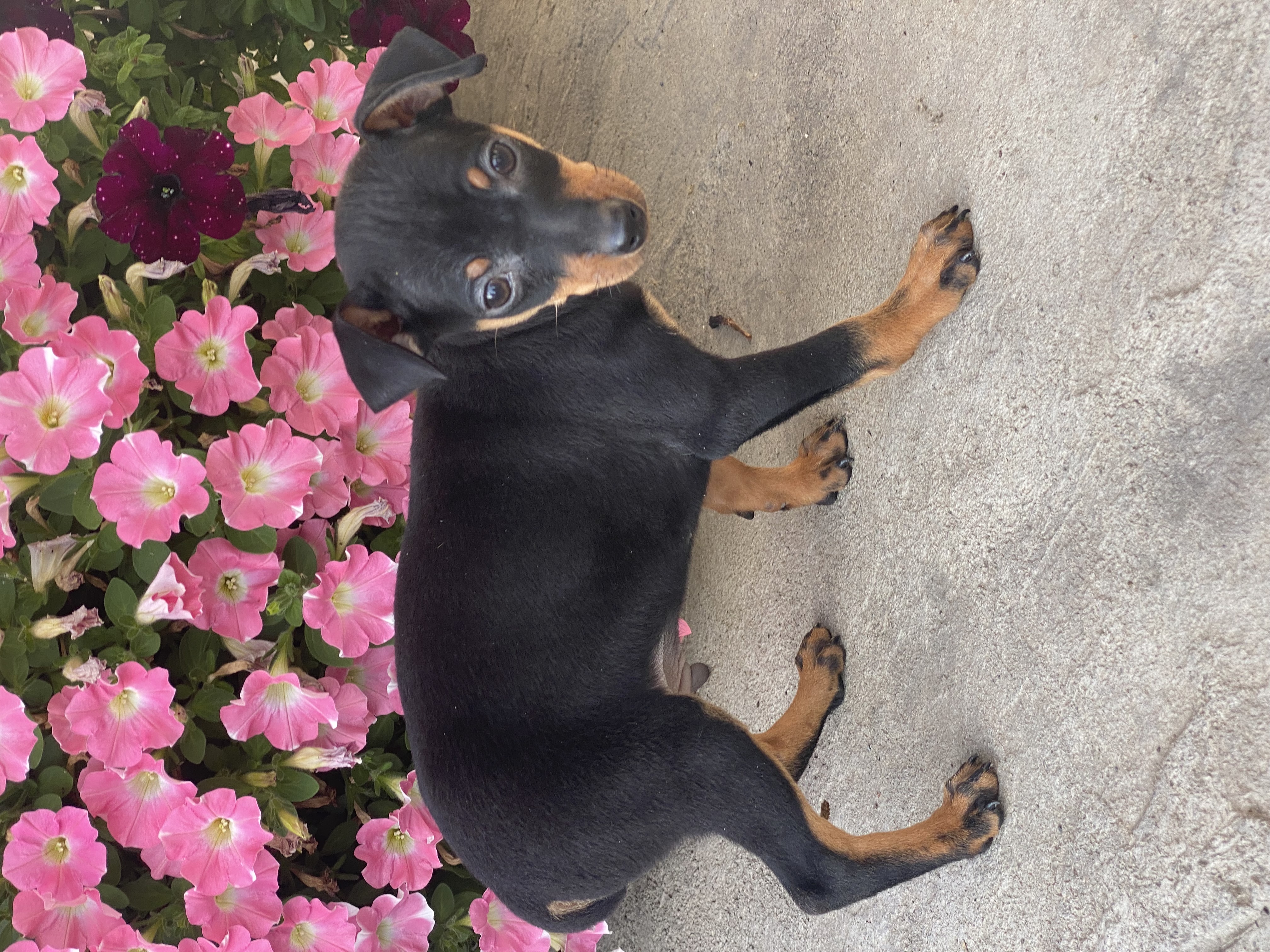 puppy photo