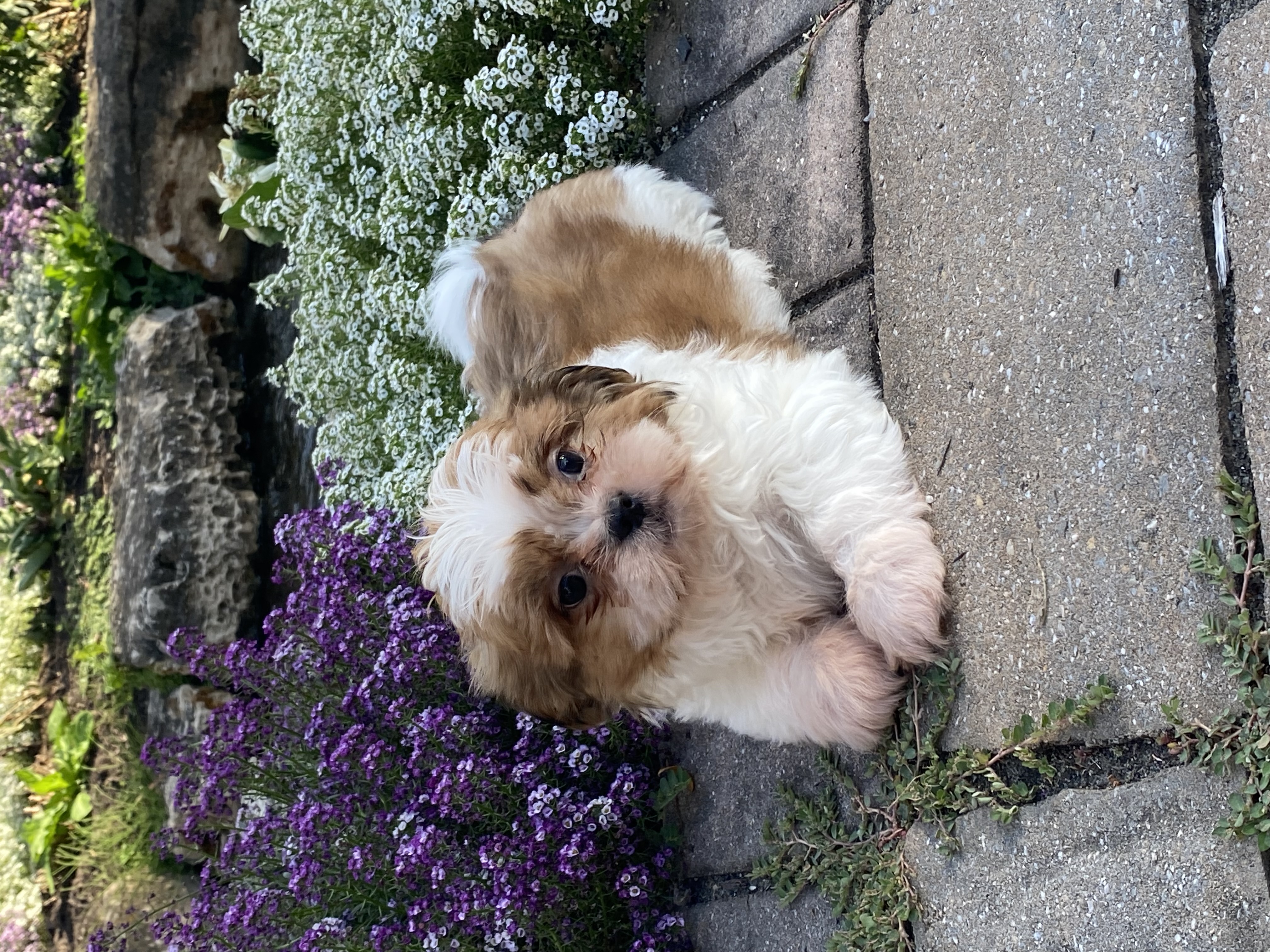 puppy photo