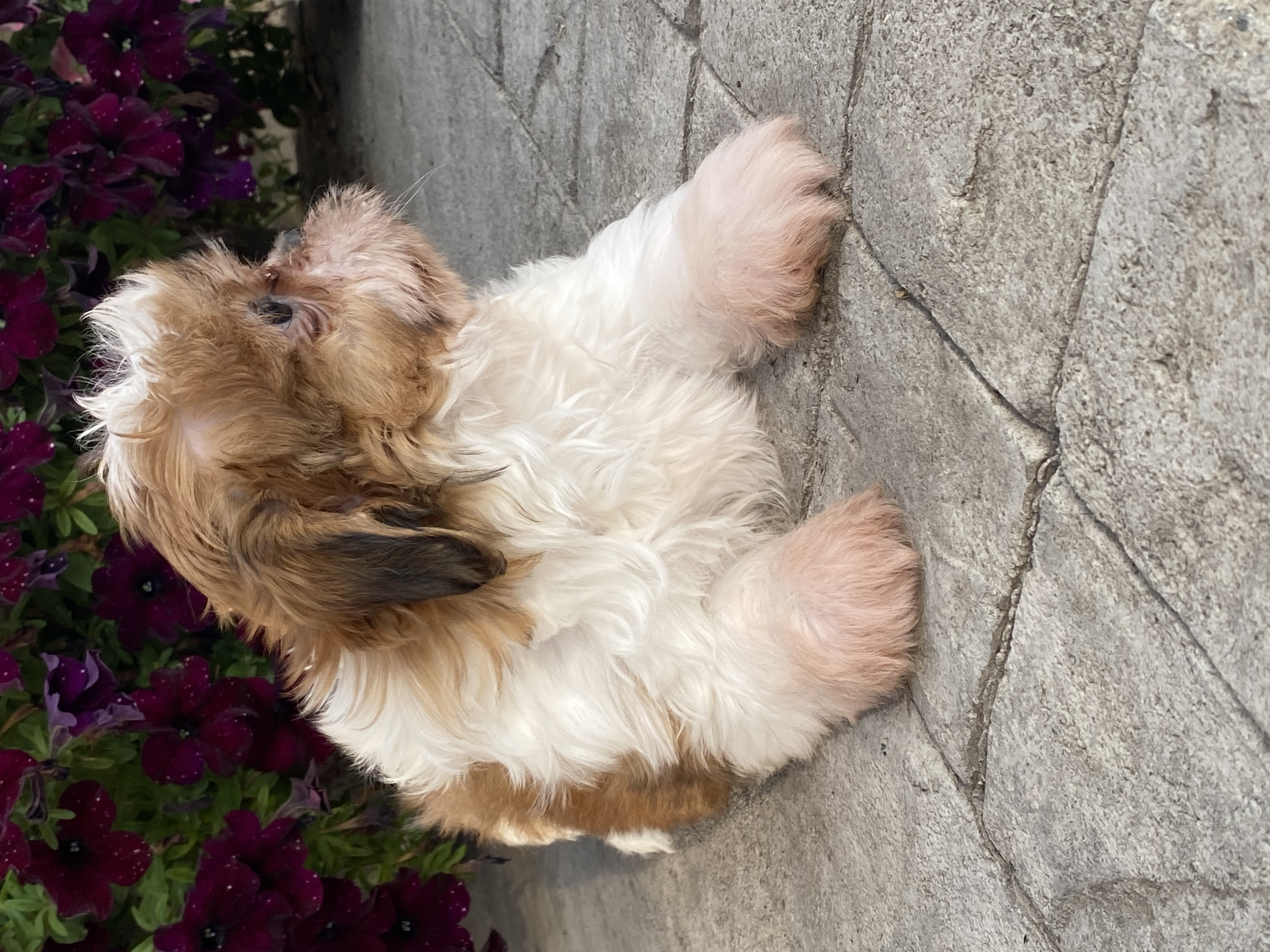 puppy photo