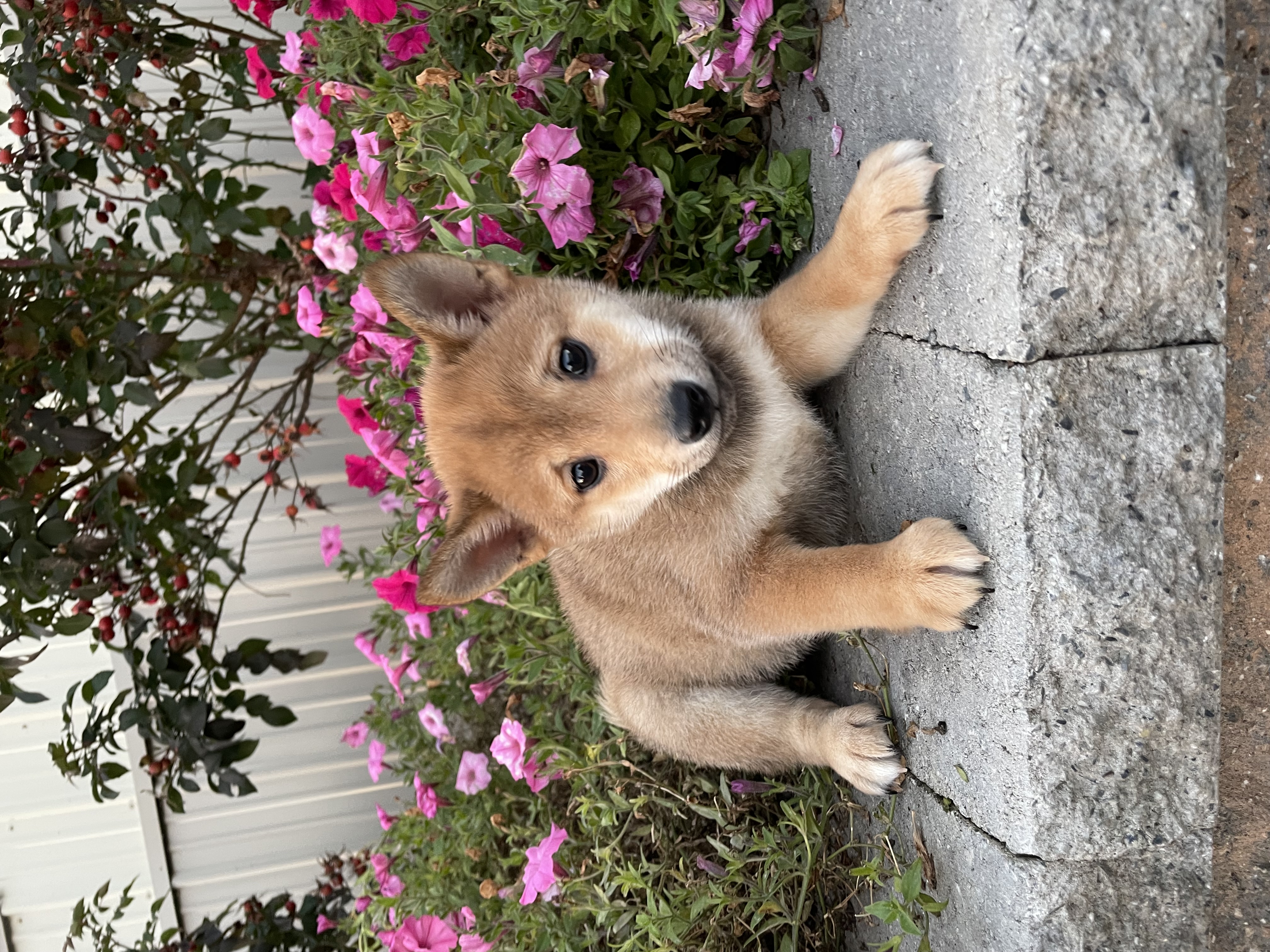 puppy, for, sale, Shiba Inu, Curtis  Martin, dog, breeder, Seneca Falls, NY, dog-breeder, puppy-for-sale, forsale, nearby, find, puppyfind, locator, puppylocator, aca