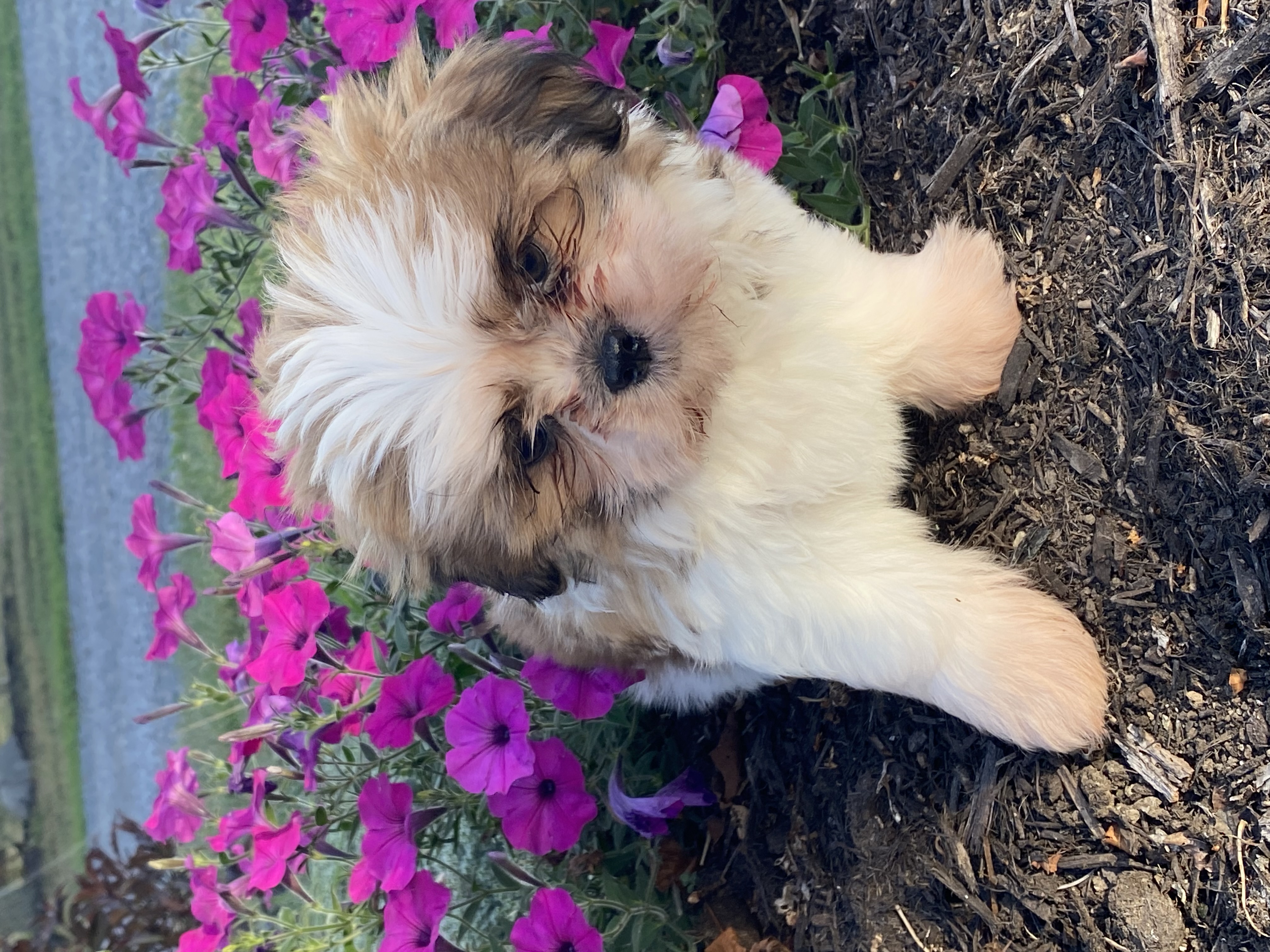 puppy photo