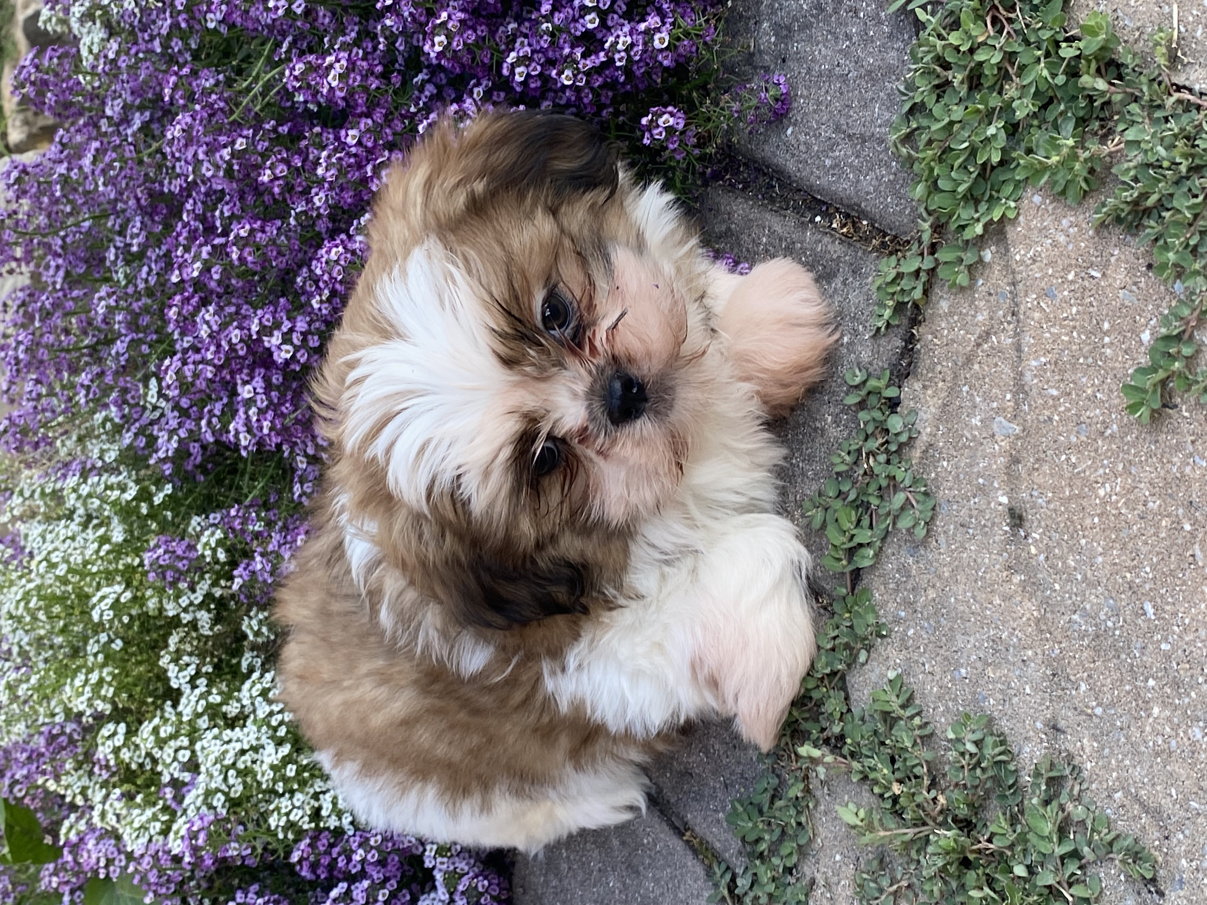 puppy photo