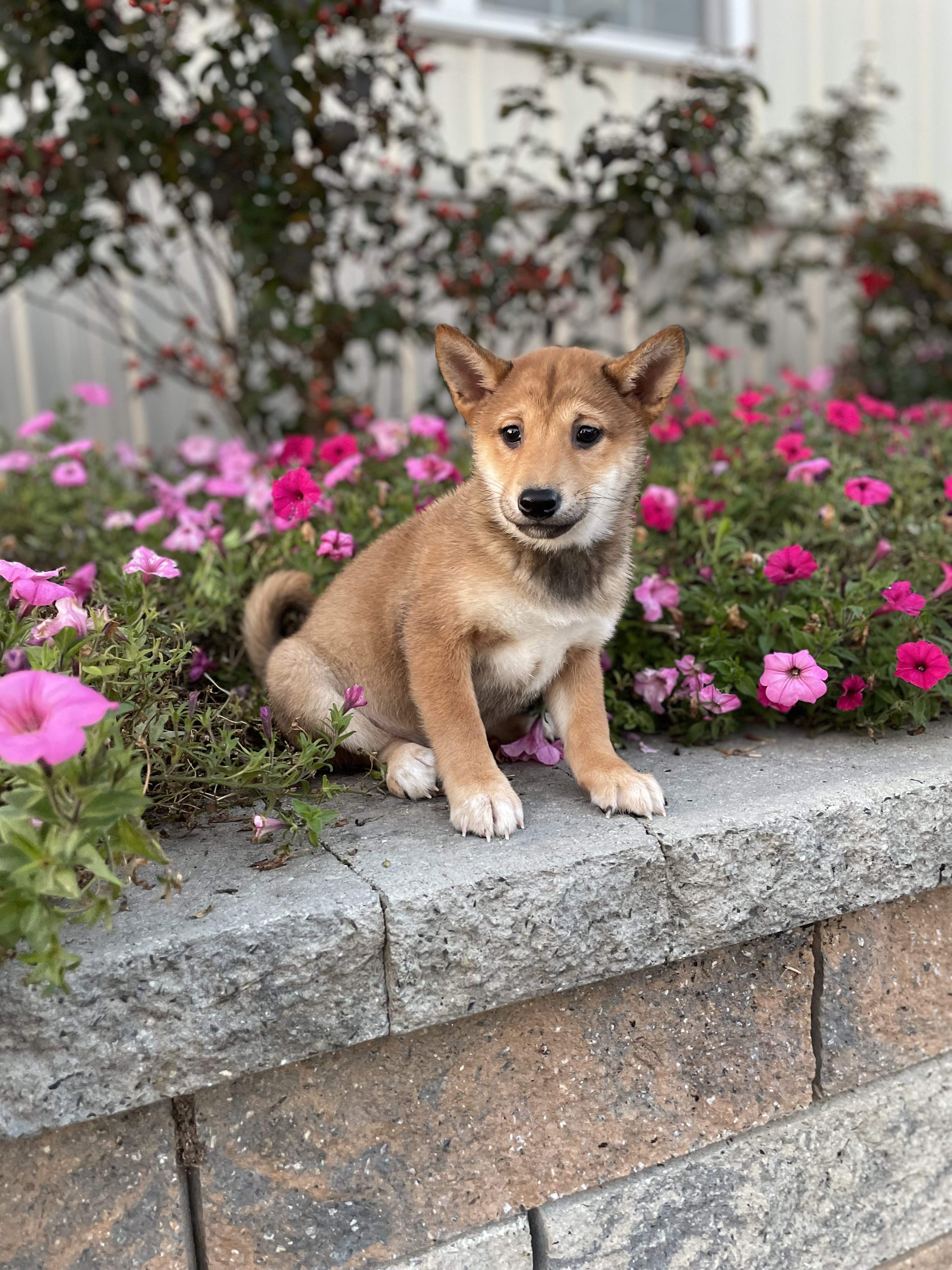 puppy photo