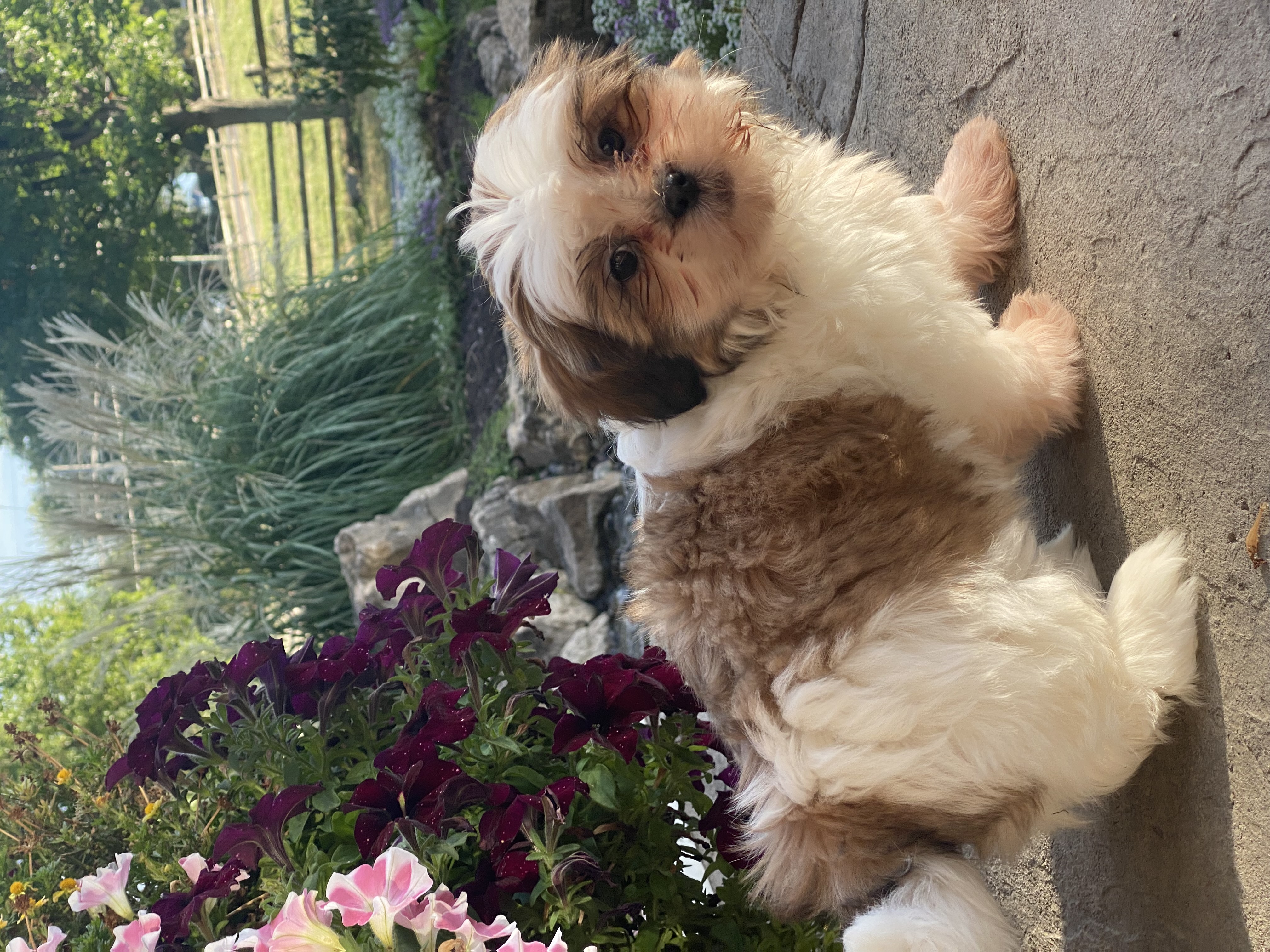 puppy photo