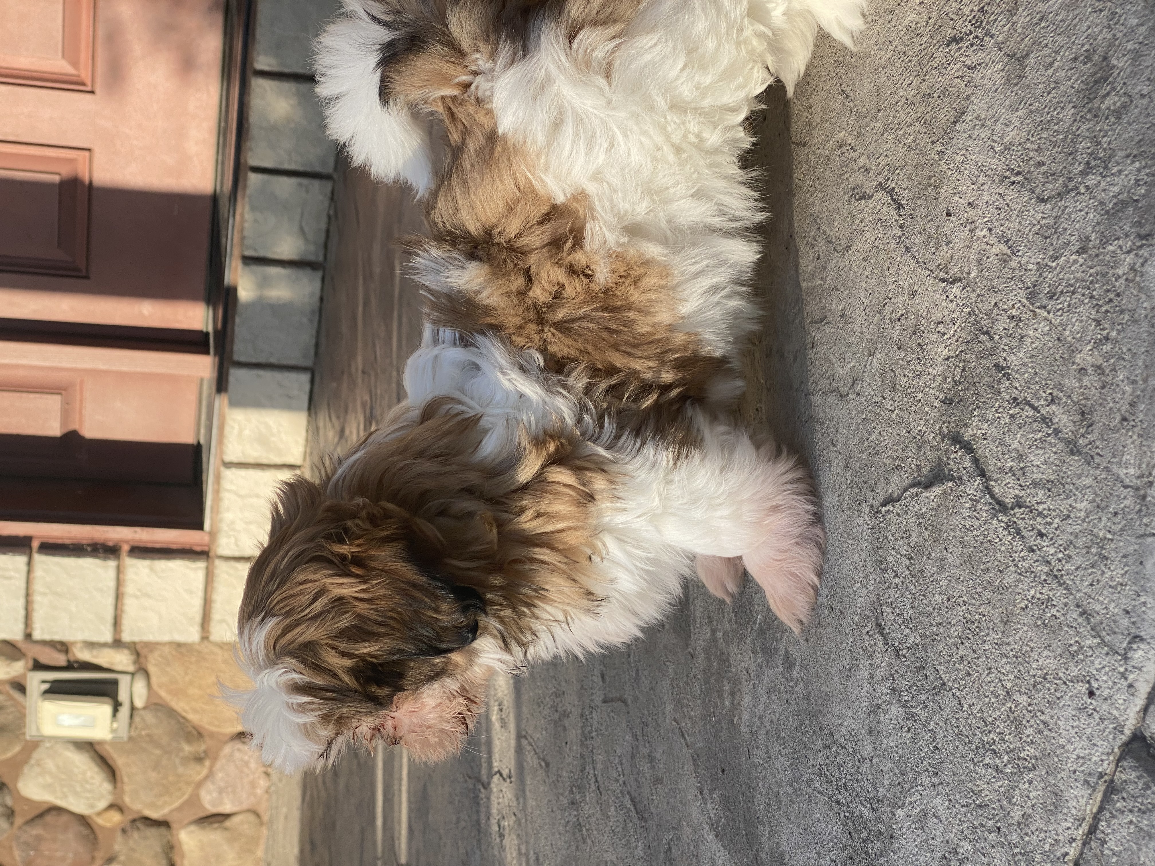 puppy photo