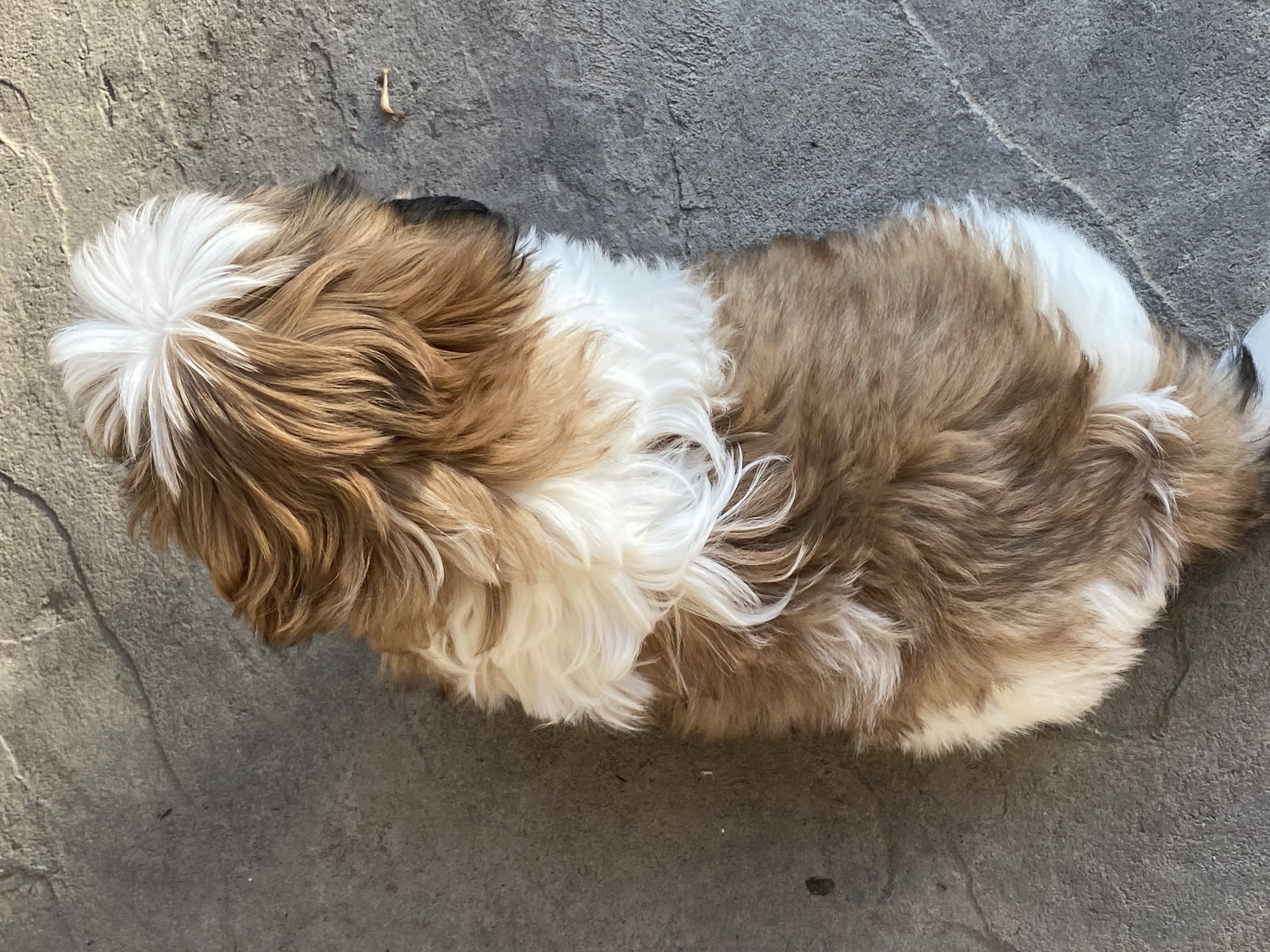 puppy photo