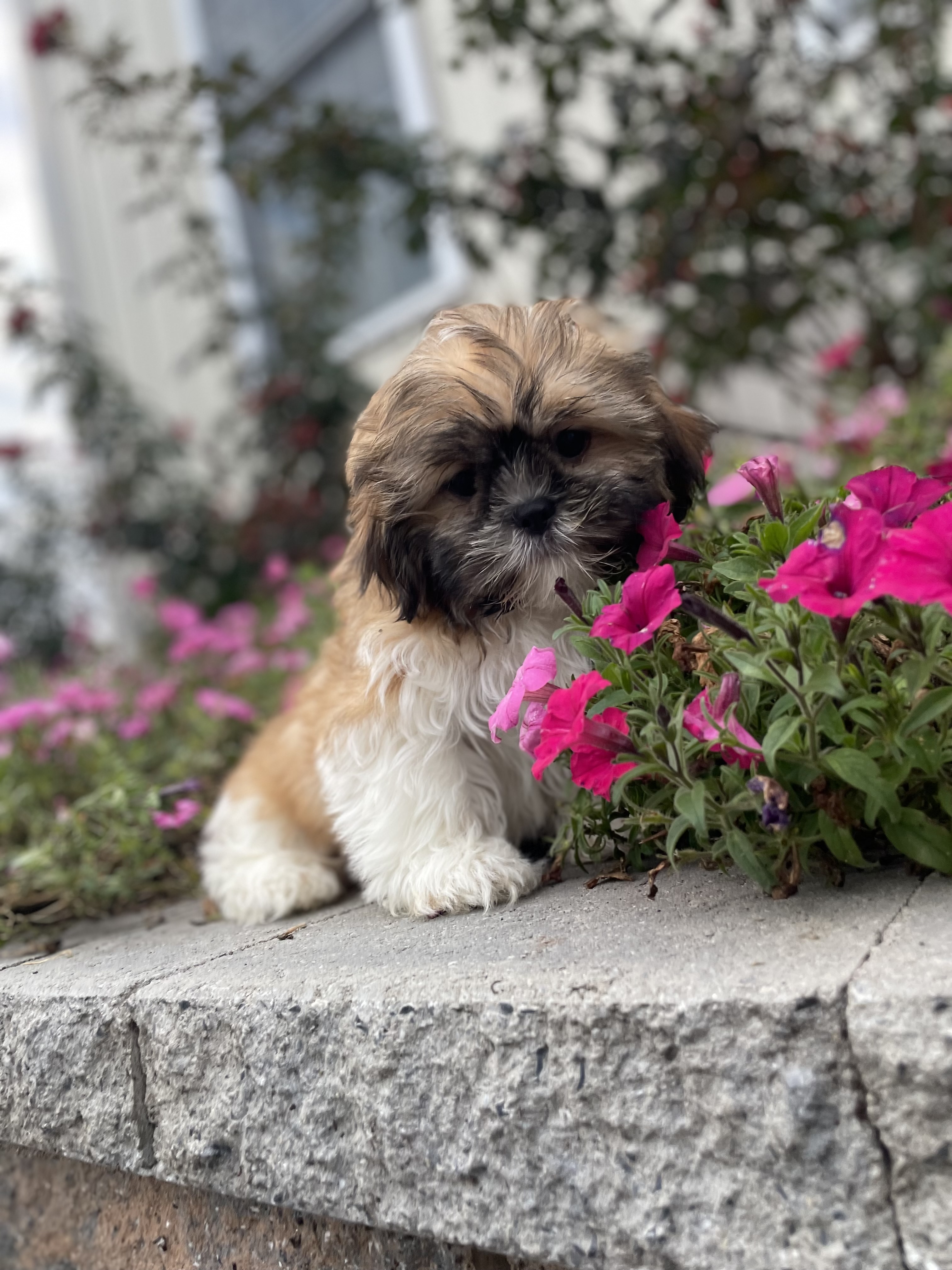 puppy, for, sale, Shih Tzu, Curtis  Martin, dog, breeder, Seneca Falls, NY, dog-breeder, puppy-for-sale, forsale, nearby, find, puppyfind, locator, puppylocator, aca