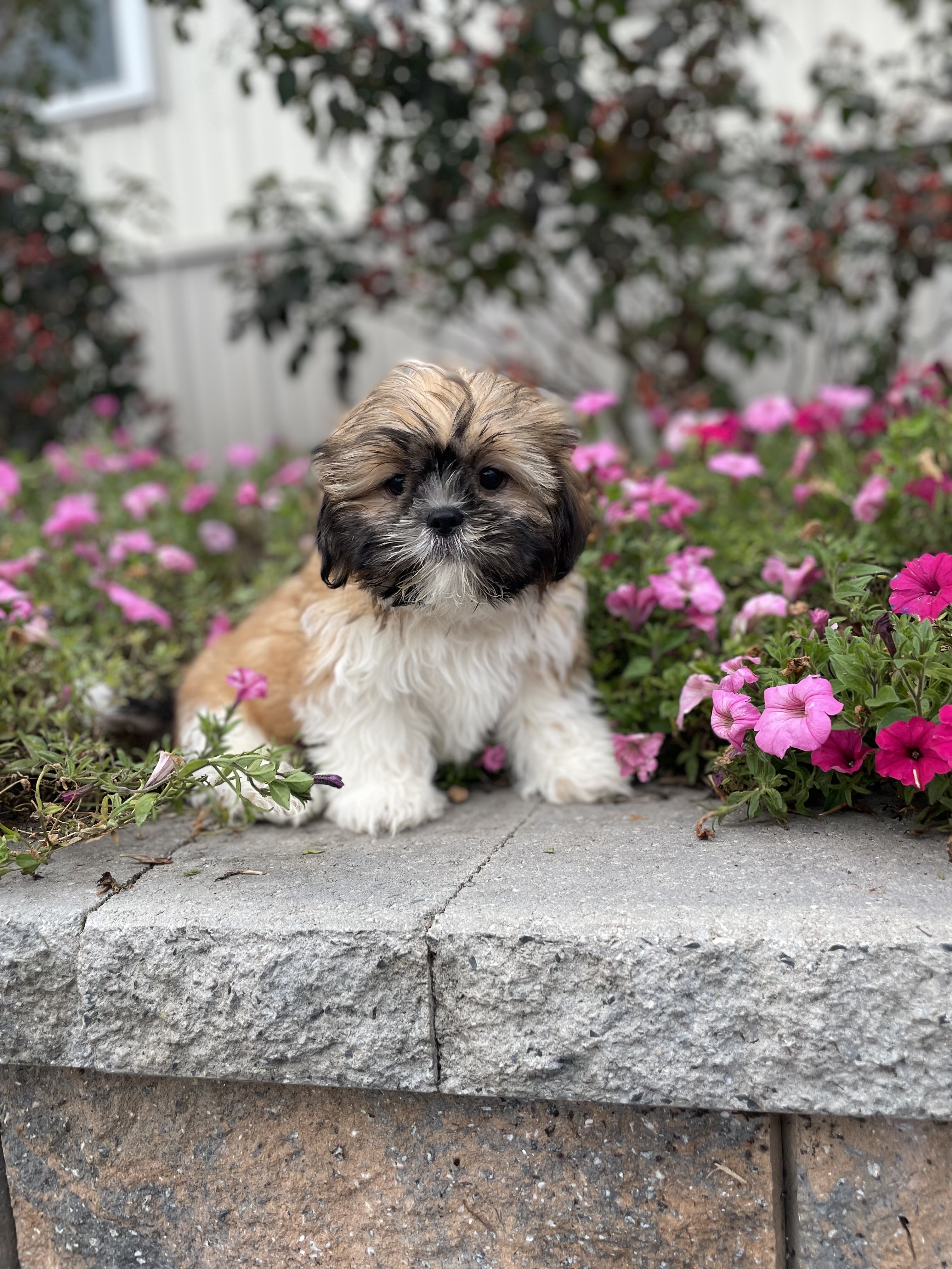 puppy, for, sale, Shih Tzu, Curtis  Martin, dog, breeder, Seneca Falls, NY, dog-breeder, puppy-for-sale, forsale, nearby, find, puppyfind, locator, puppylocator, aca