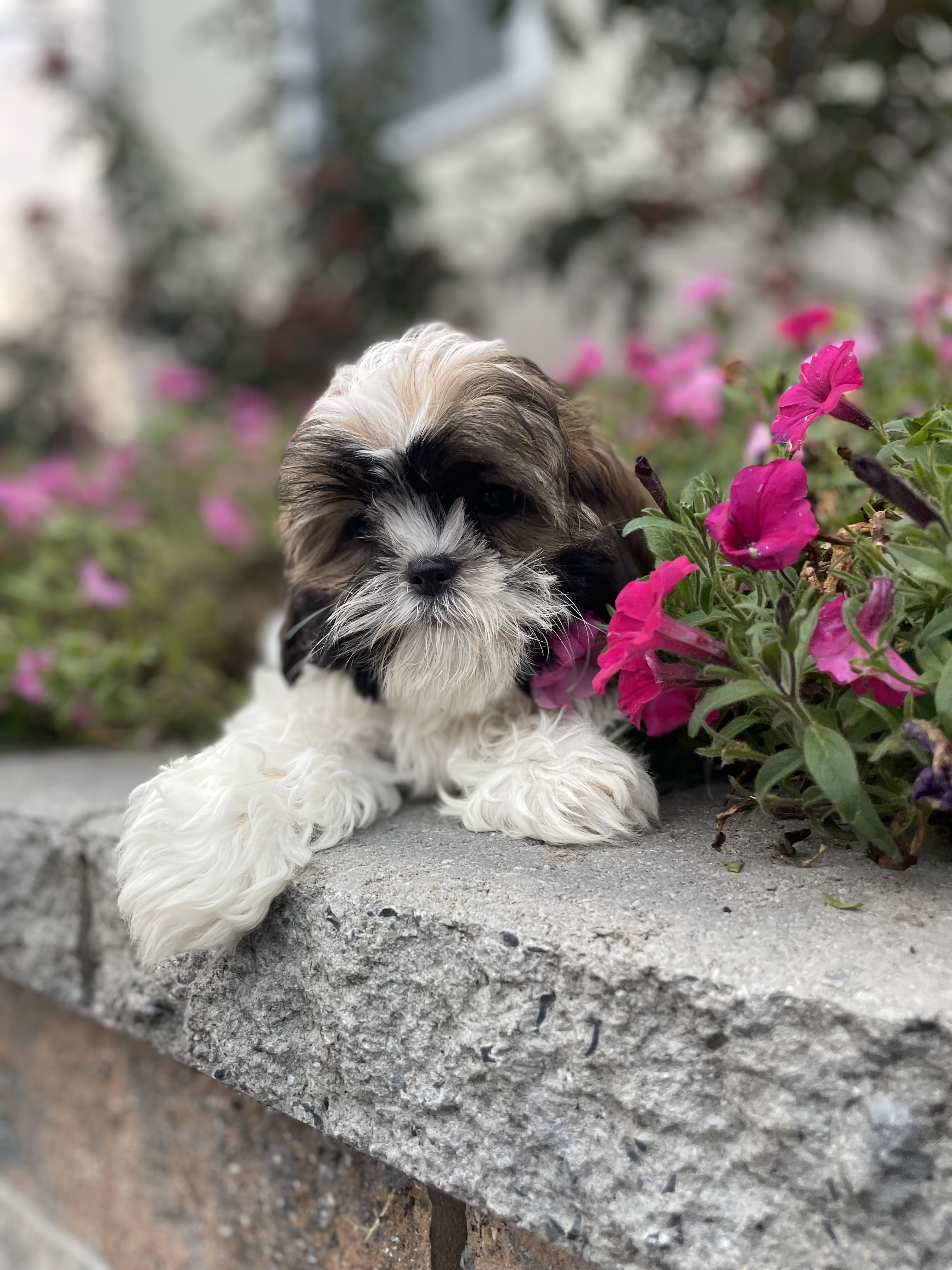puppy, for, sale, Shih Tzu, Curtis  Martin, dog, breeder, Seneca Falls, NY, dog-breeder, puppy-for-sale, forsale, nearby, find, puppyfind, locator, puppylocator, aca