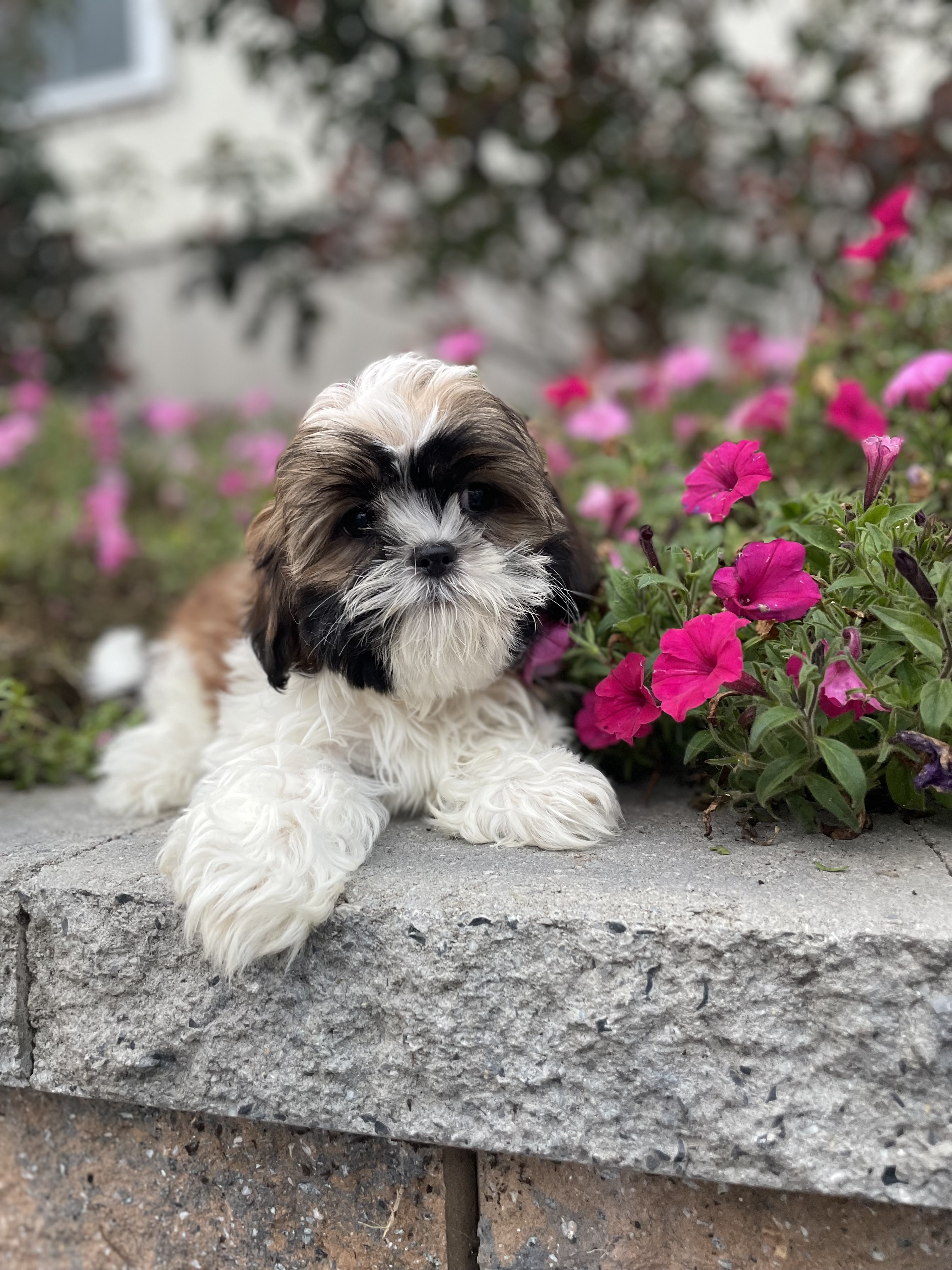puppy, for, sale, Shih Tzu, Curtis  Martin, dog, breeder, Seneca Falls, NY, dog-breeder, puppy-for-sale, forsale, nearby, find, puppyfind, locator, puppylocator, aca