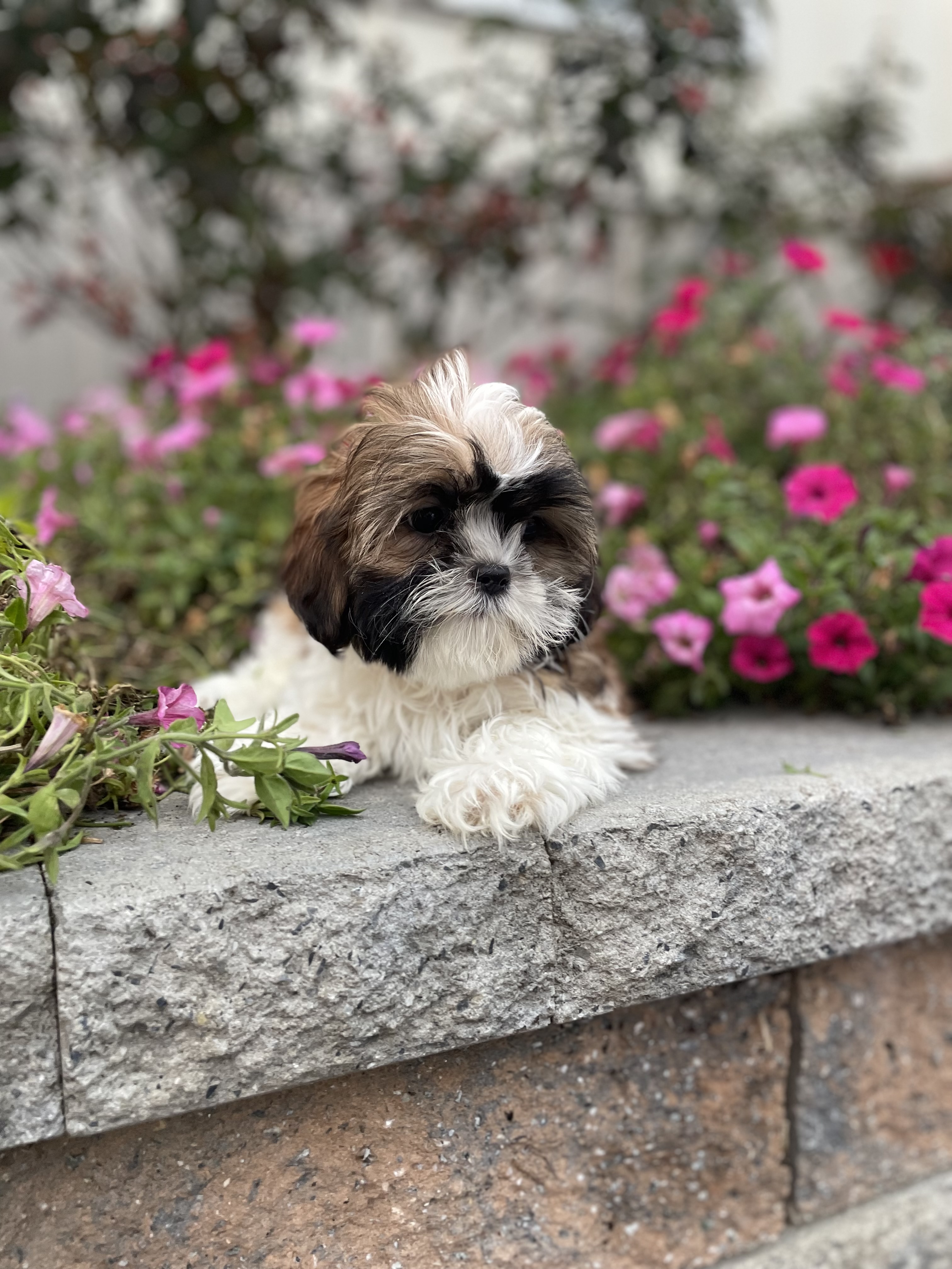 puppy, for, sale, Shih Tzu, Curtis  Martin, dog, breeder, Seneca Falls, NY, dog-breeder, puppy-for-sale, forsale, nearby, find, puppyfind, locator, puppylocator, aca