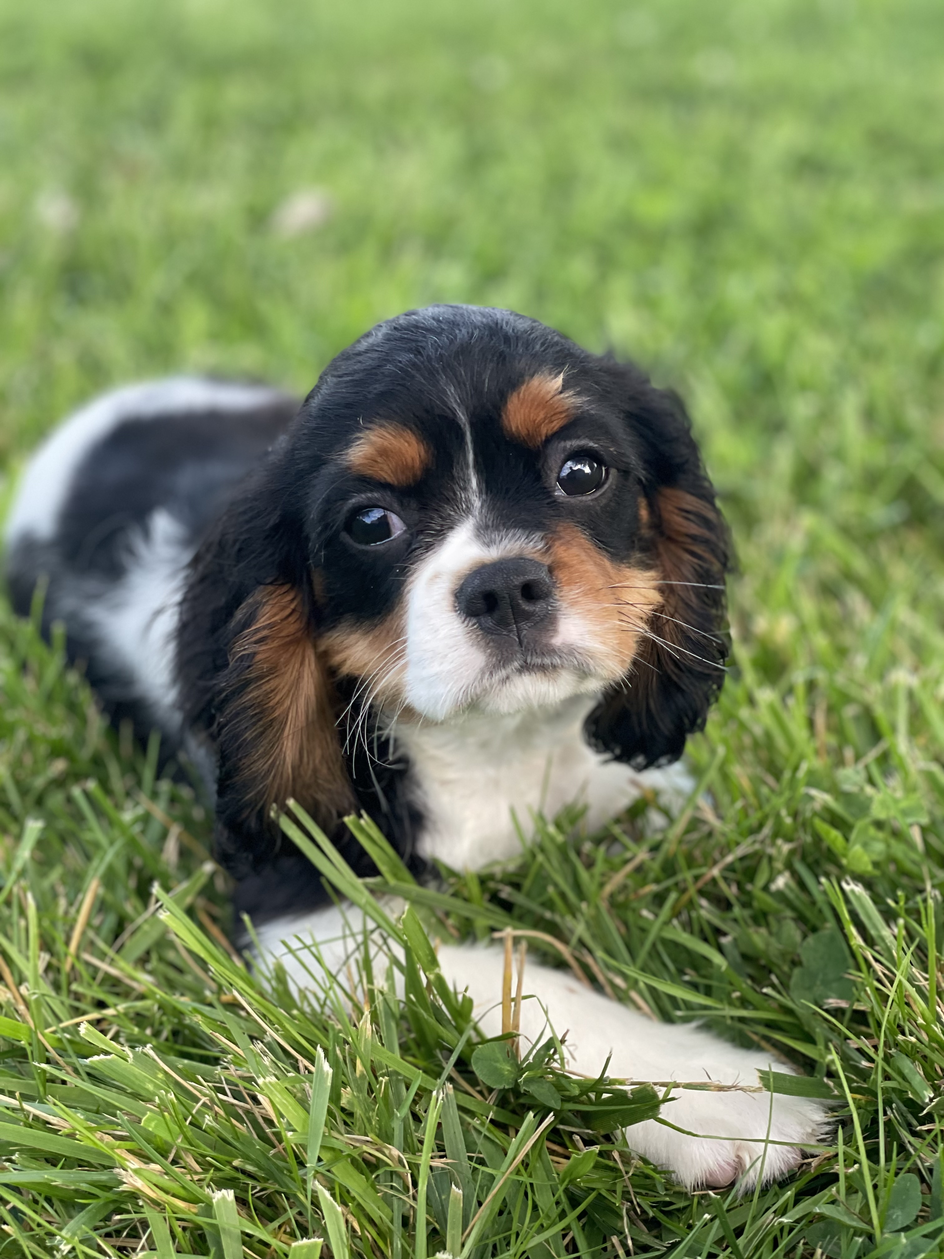 puppy photo