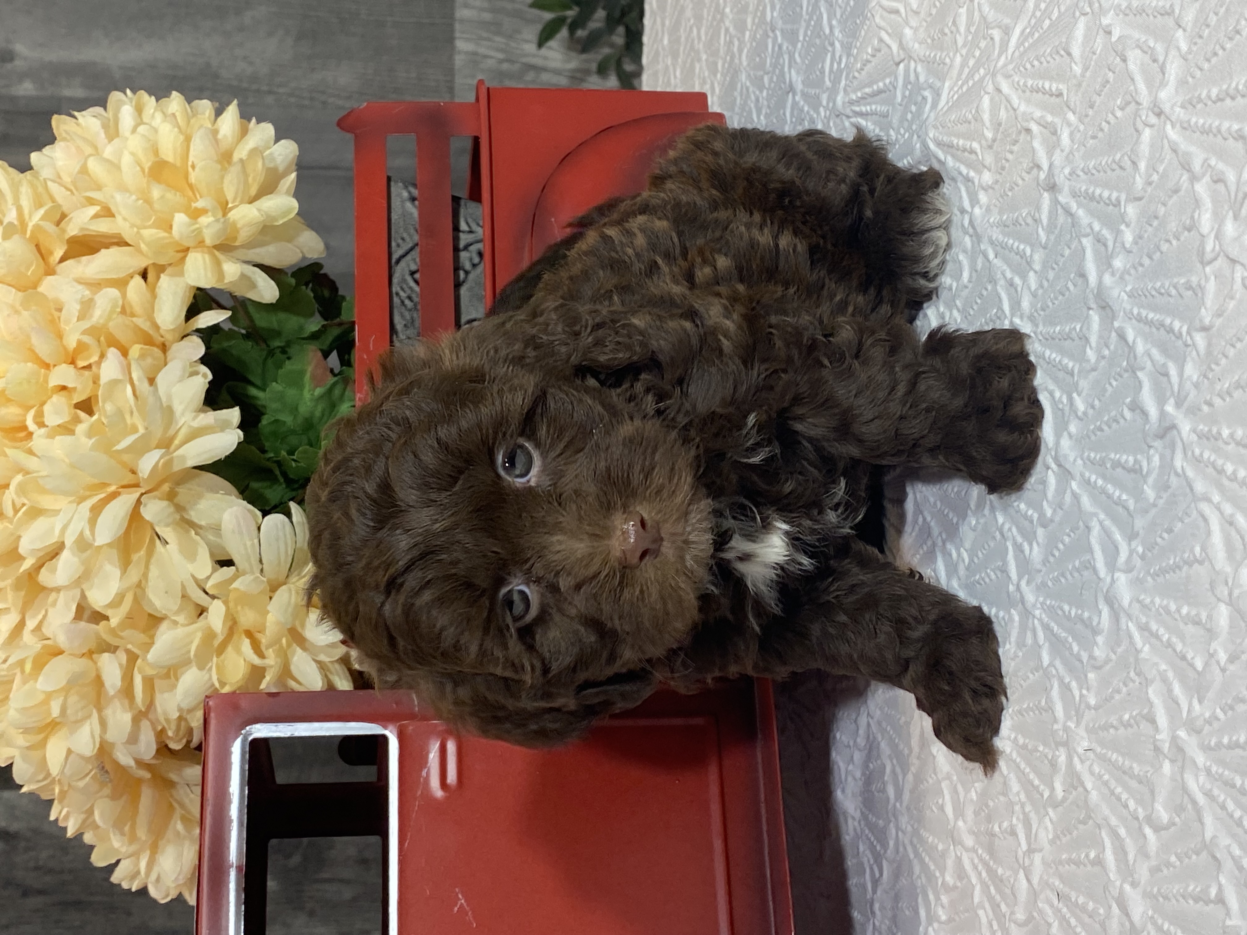 puppy, for, sale, Shihchon, Curtis  Martin, dog, breeder, Seneca Falls, NY, dog-breeder, puppy-for-sale, forsale, nearby, find, puppyfind, locator, puppylocator, aca