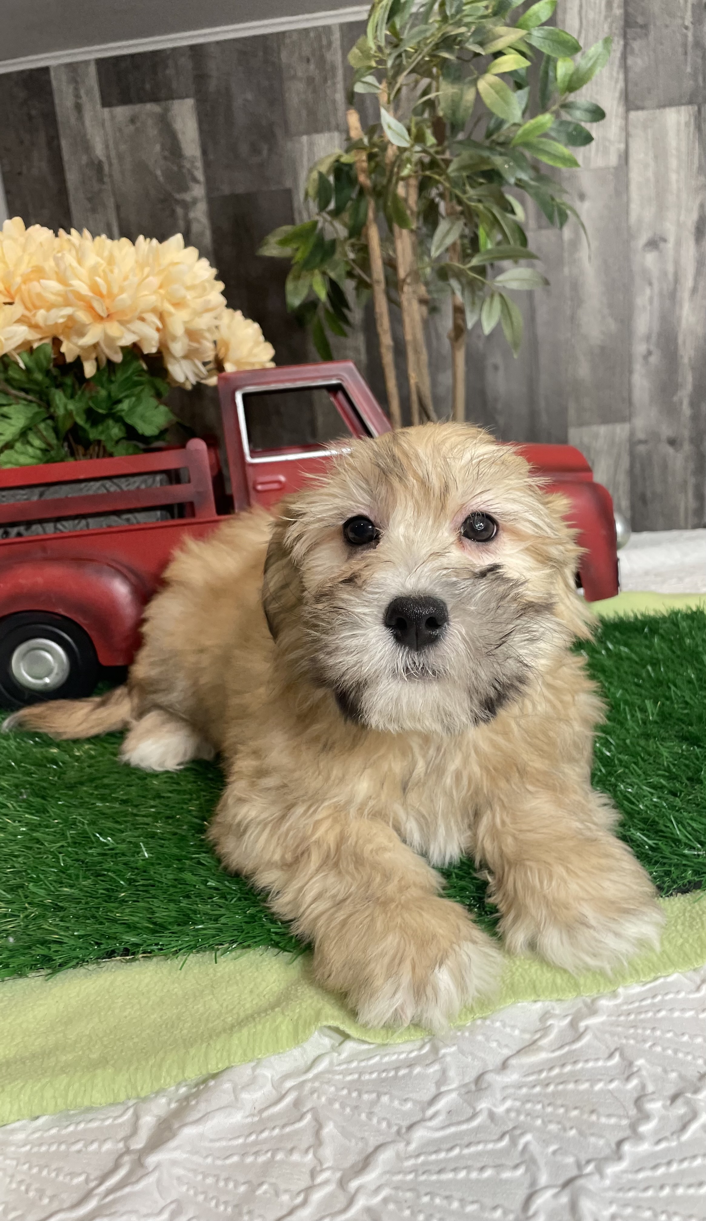 puppy, for, sale, Shihchon, Curtis  Martin, dog, breeder, Seneca Falls, NY, dog-breeder, puppy-for-sale, forsale, nearby, find, puppyfind, locator, puppylocator, aca