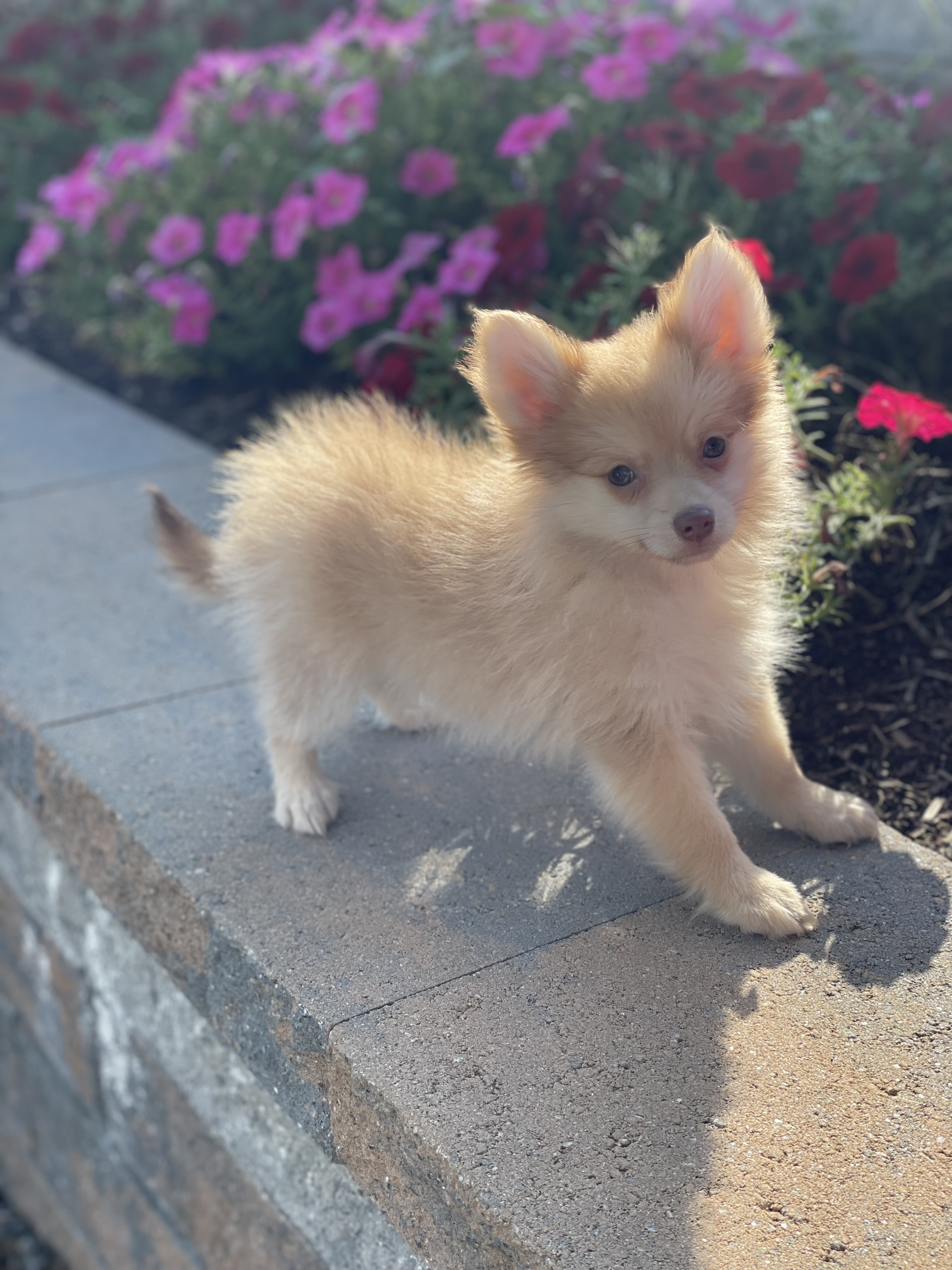 puppy, for, sale, Pomeranian, Curtis  Martin, dog, breeder, Seneca Falls, NY, dog-breeder, puppy-for-sale, forsale, nearby, find, puppyfind, locator, puppylocator, aca