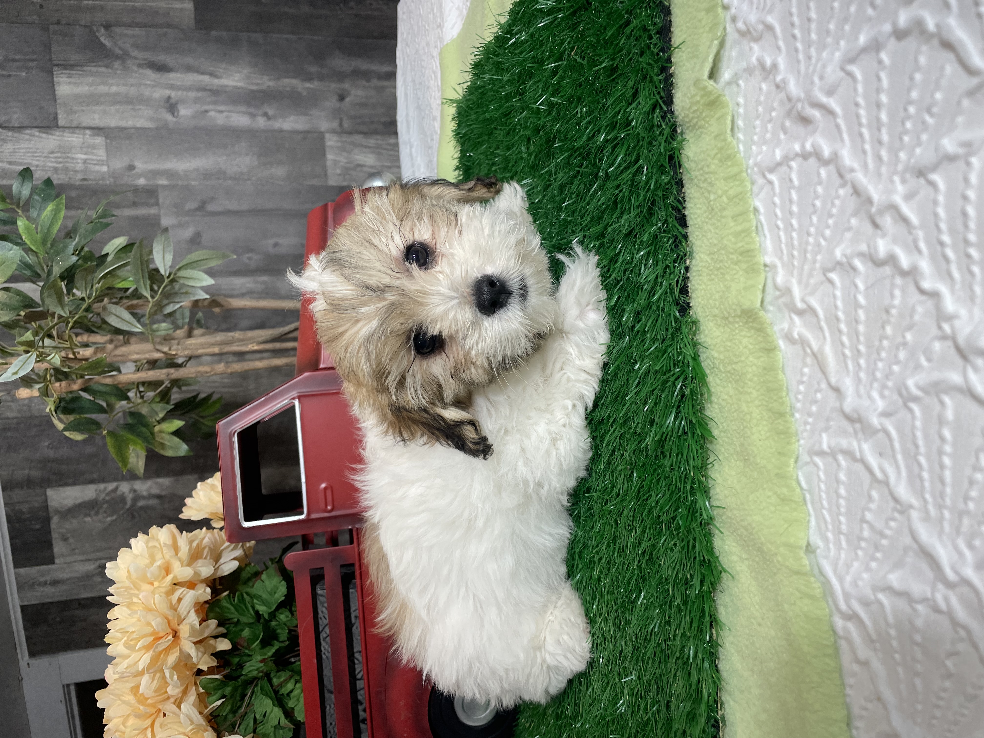 puppy, for, sale, Shihchon, Curtis  Martin, dog, breeder, Seneca Falls, NY, dog-breeder, puppy-for-sale, forsale, nearby, find, puppyfind, locator, puppylocator, aca