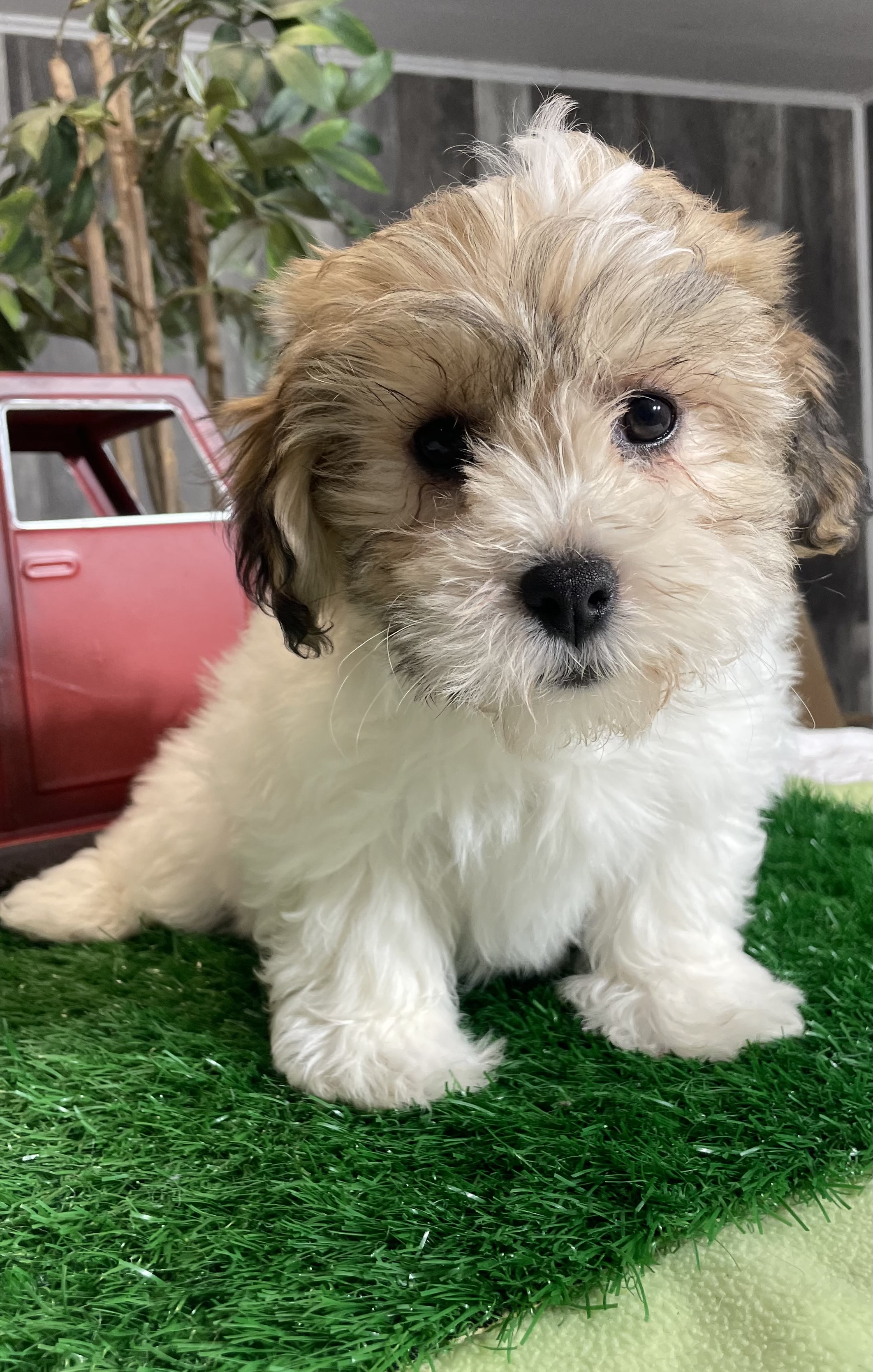 puppy, for, sale, Shihchon, Curtis  Martin, dog, breeder, Seneca Falls, NY, dog-breeder, puppy-for-sale, forsale, nearby, find, puppyfind, locator, puppylocator, aca