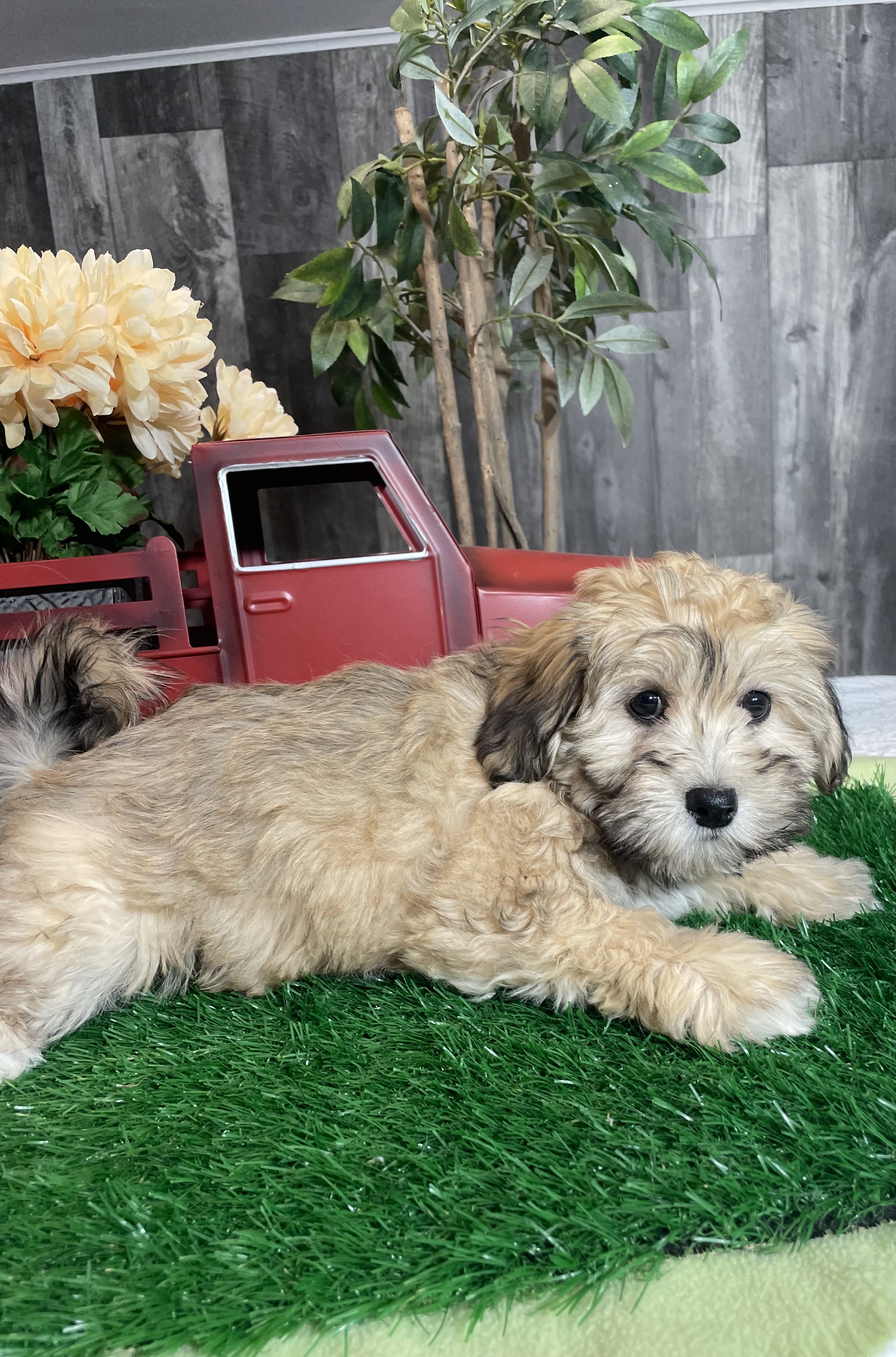 puppy, for, sale, Shihchon, Curtis  Martin, dog, breeder, Seneca Falls, NY, dog-breeder, puppy-for-sale, forsale, nearby, find, puppyfind, locator, puppylocator, aca