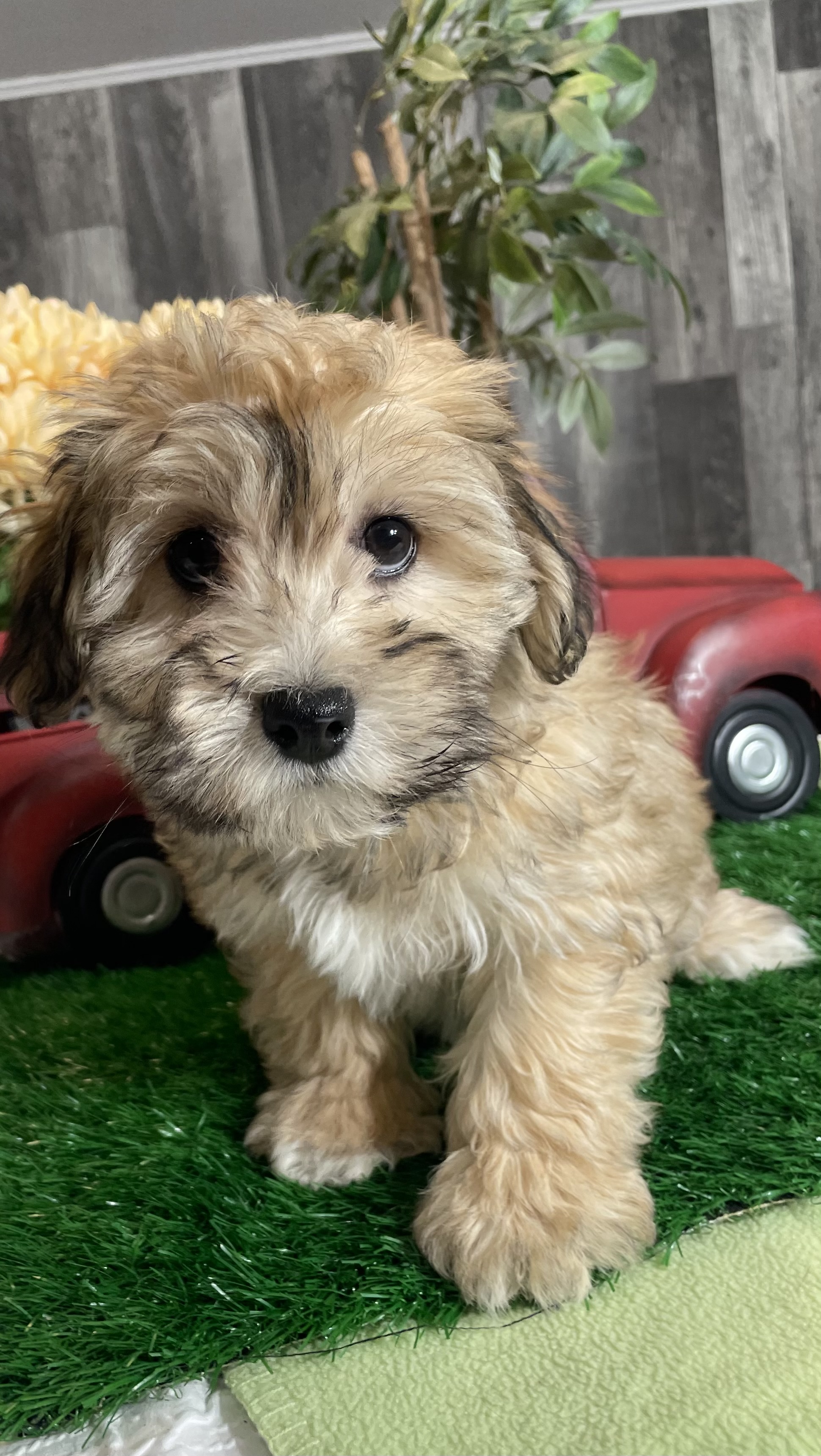 puppy, for, sale, Shihchon, Curtis  Martin, dog, breeder, Seneca Falls, NY, dog-breeder, puppy-for-sale, forsale, nearby, find, puppyfind, locator, puppylocator, aca