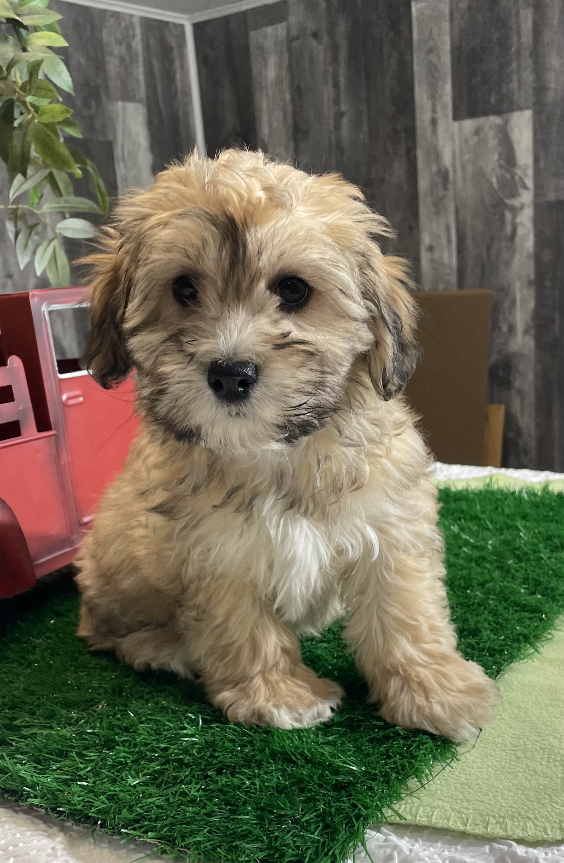 puppy, for, sale, Shihchon, Curtis  Martin, dog, breeder, Seneca Falls, NY, dog-breeder, puppy-for-sale, forsale, nearby, find, puppyfind, locator, puppylocator, aca