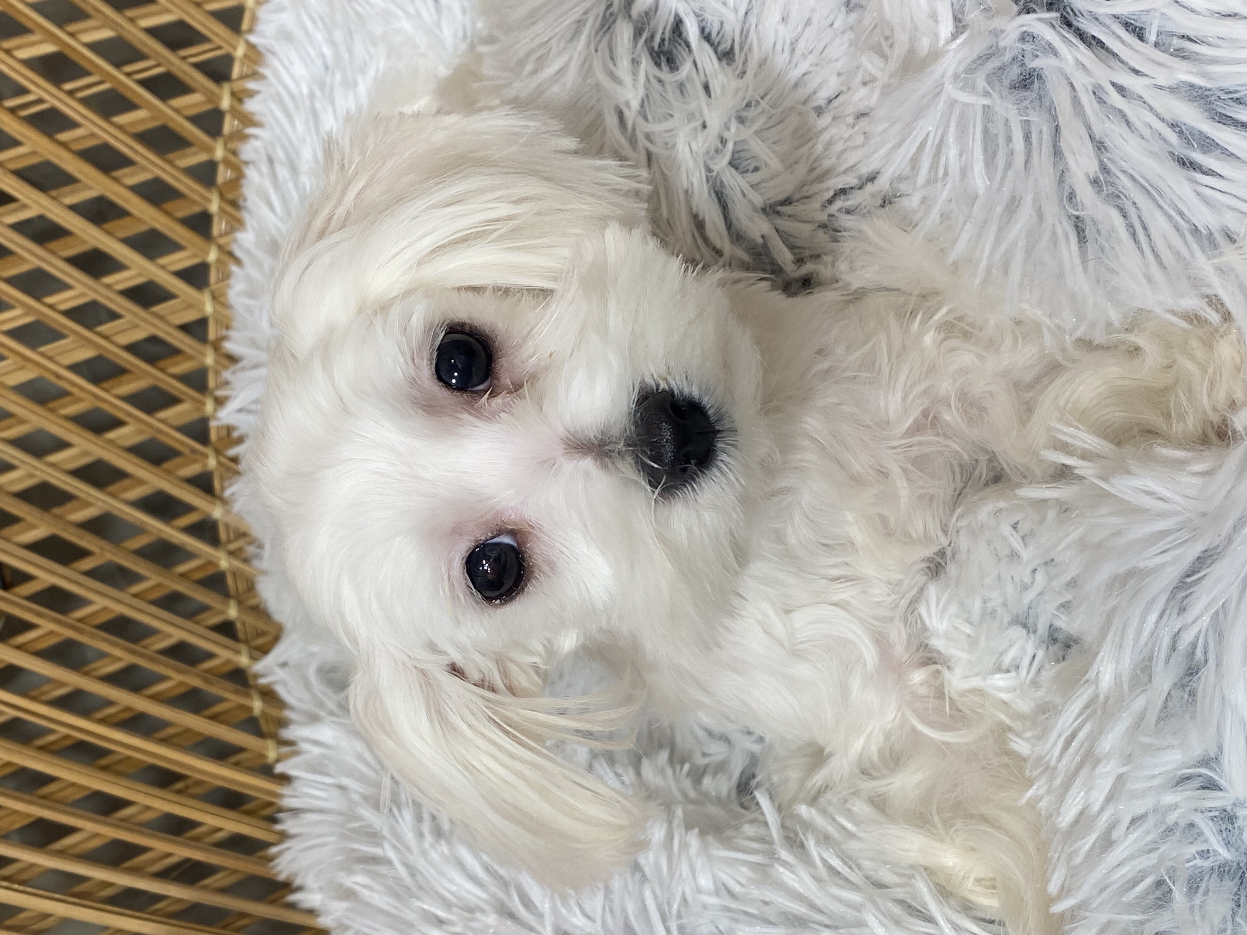 puppy, for, sale, Maltese, Curtis  Martin, dog, breeder, Seneca Falls, NY, dog-breeder, puppy-for-sale, forsale, nearby, find, puppyfind, locator, puppylocator, aca